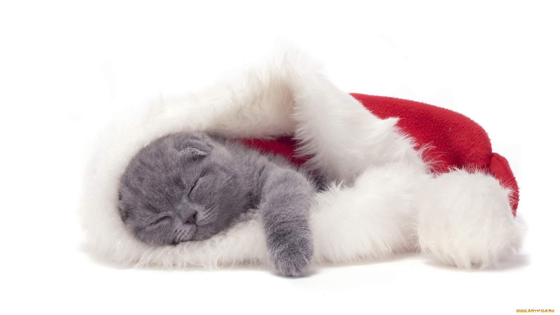 животные, коты, кот, кошка, котёнок