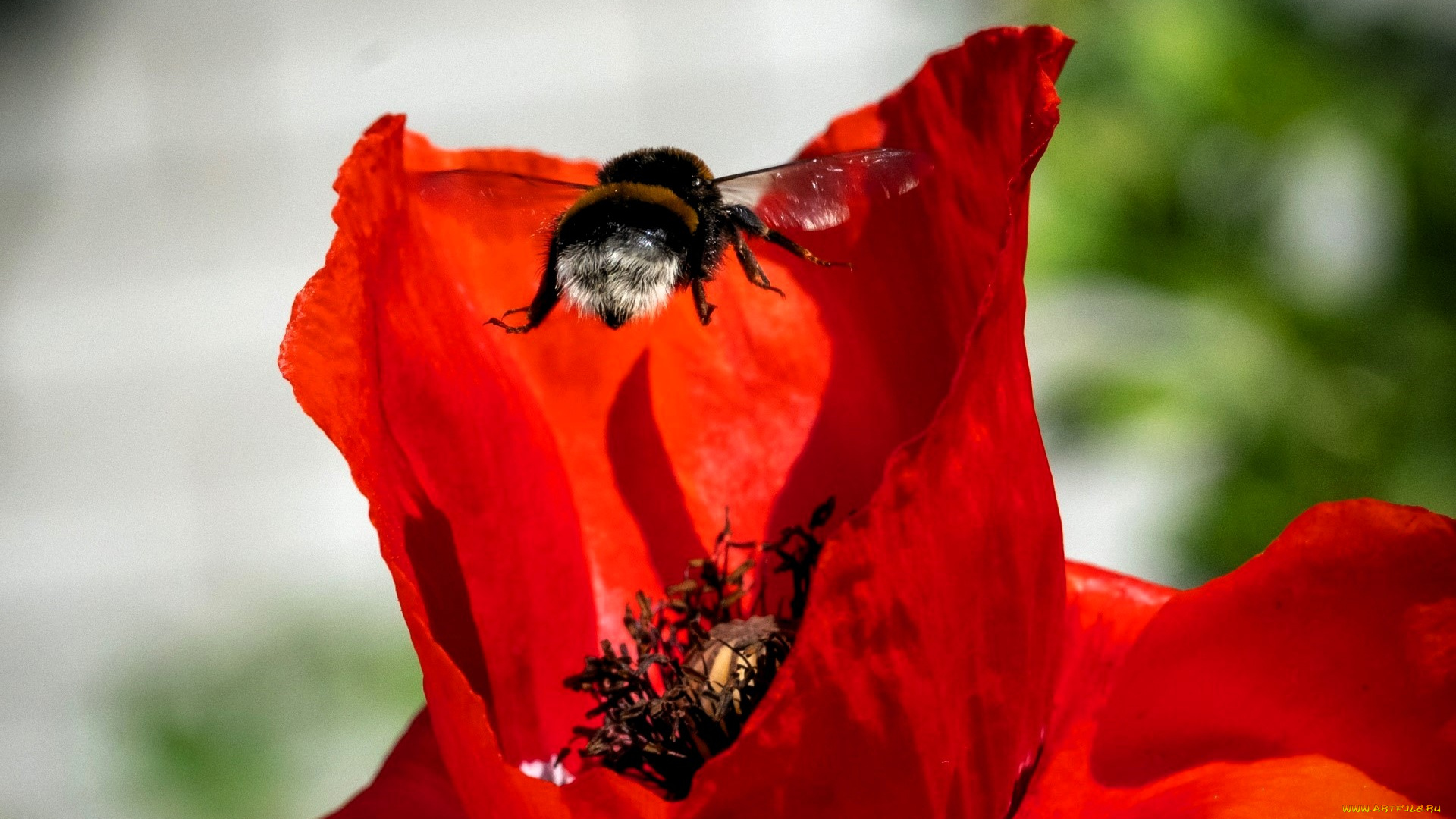 животные, пчелы, , осы, , шмели, шмель, цветок, лепестки, мак