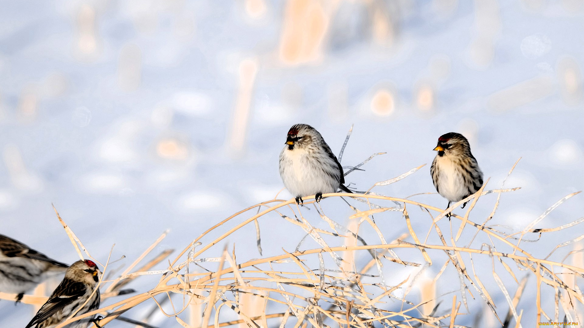 животные, птицы, ветки, снег, зима
