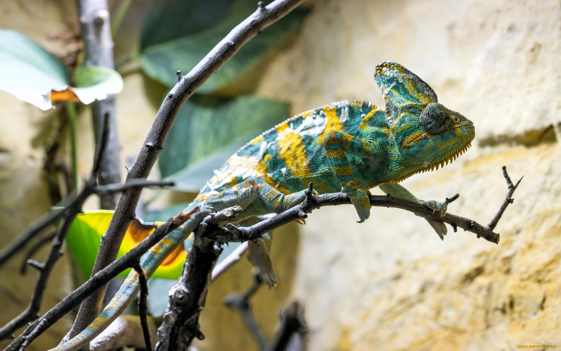 животные, хамелеоны, хамелеон, ящерица, ветки