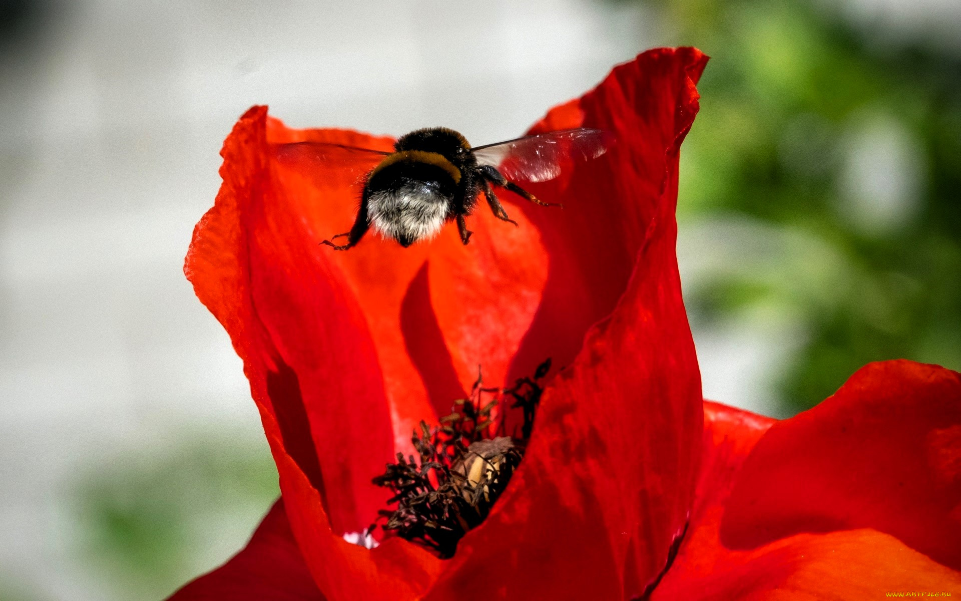 животные, пчелы, , осы, , шмели, шмель, цветок, лепестки, мак