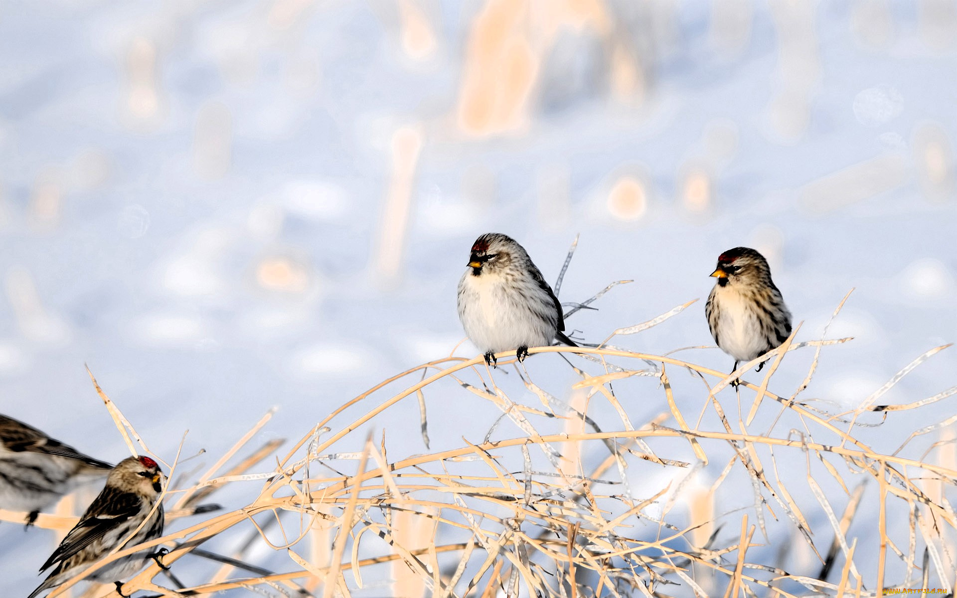 животные, птицы, ветки, снег, зима
