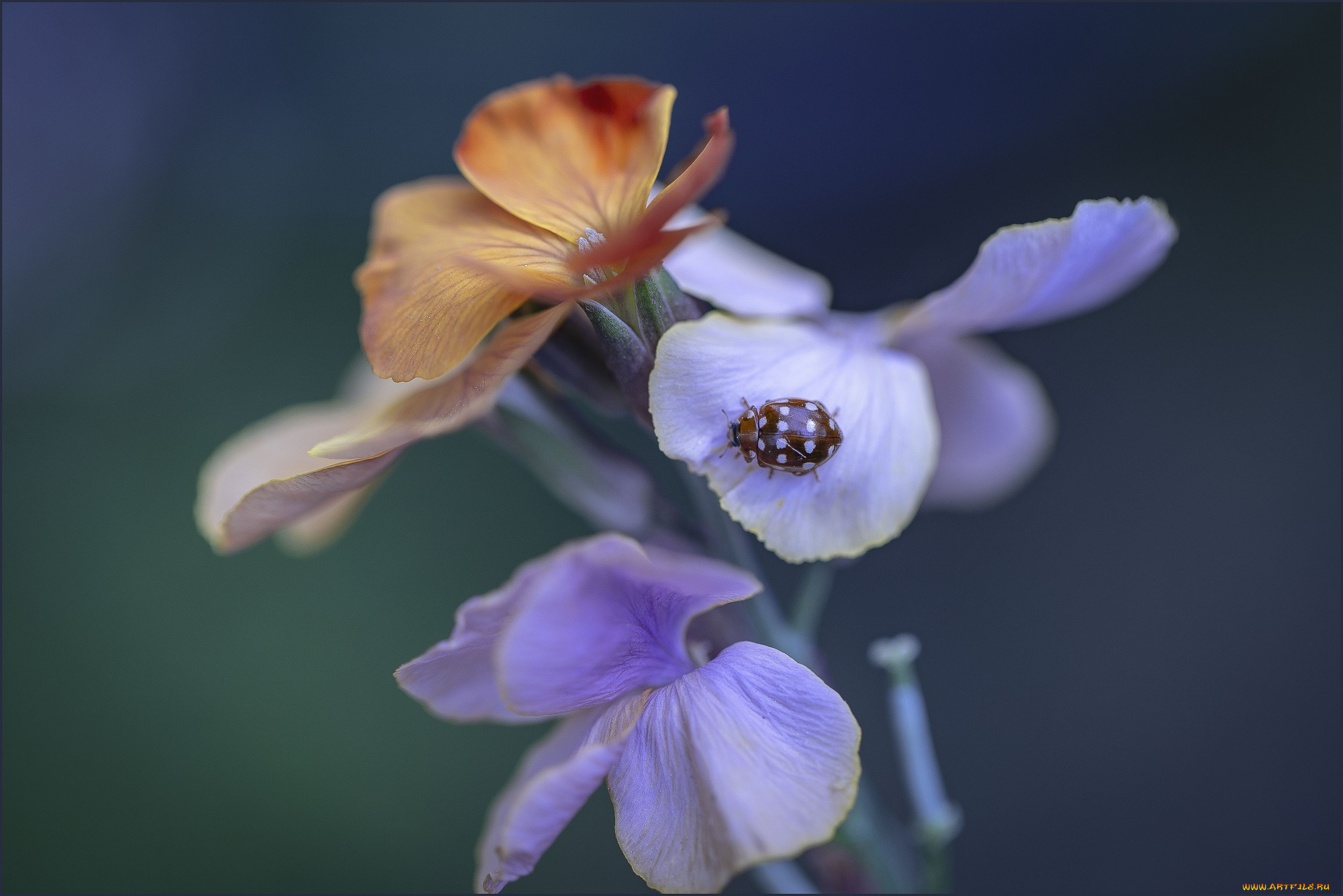 животные, божьи, коровки, жук