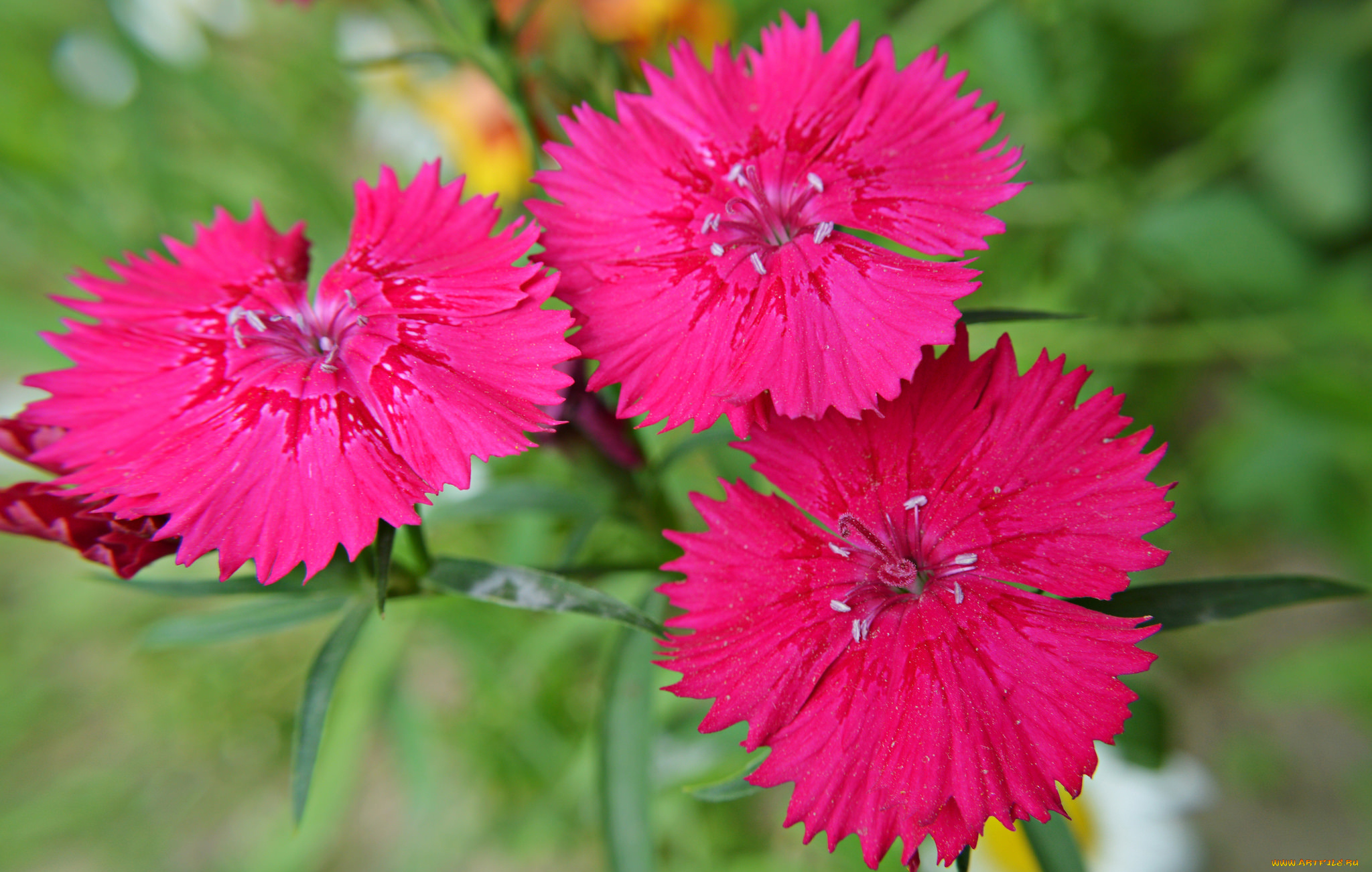 цветы, гвоздики