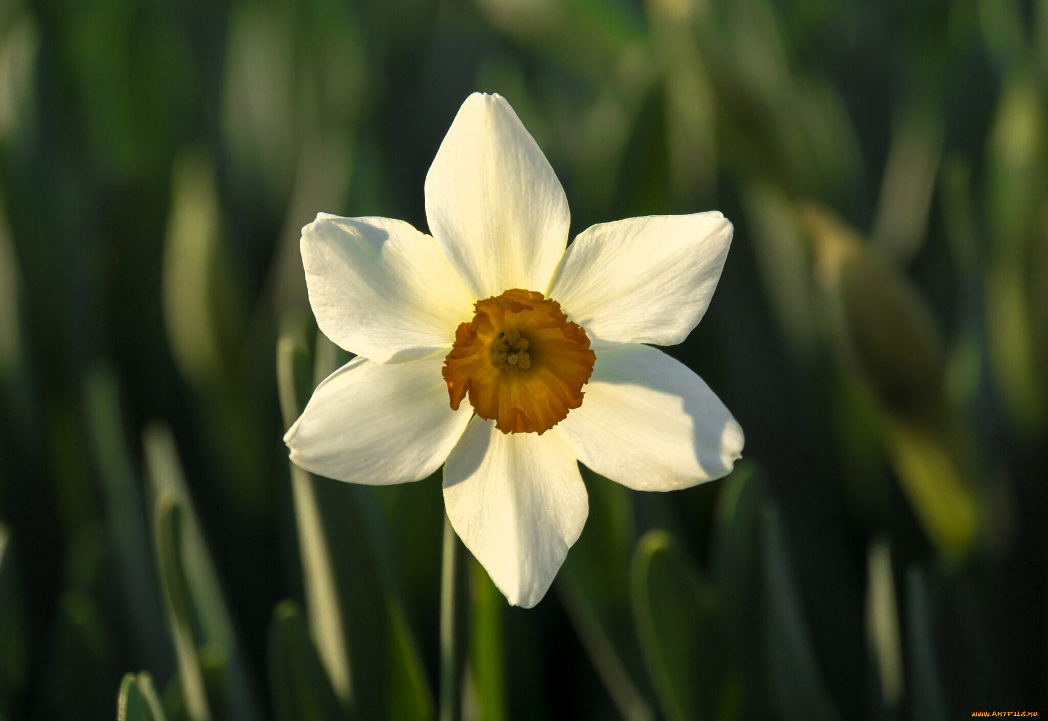 цветы, нарциссы, нарцисс, белый, листья