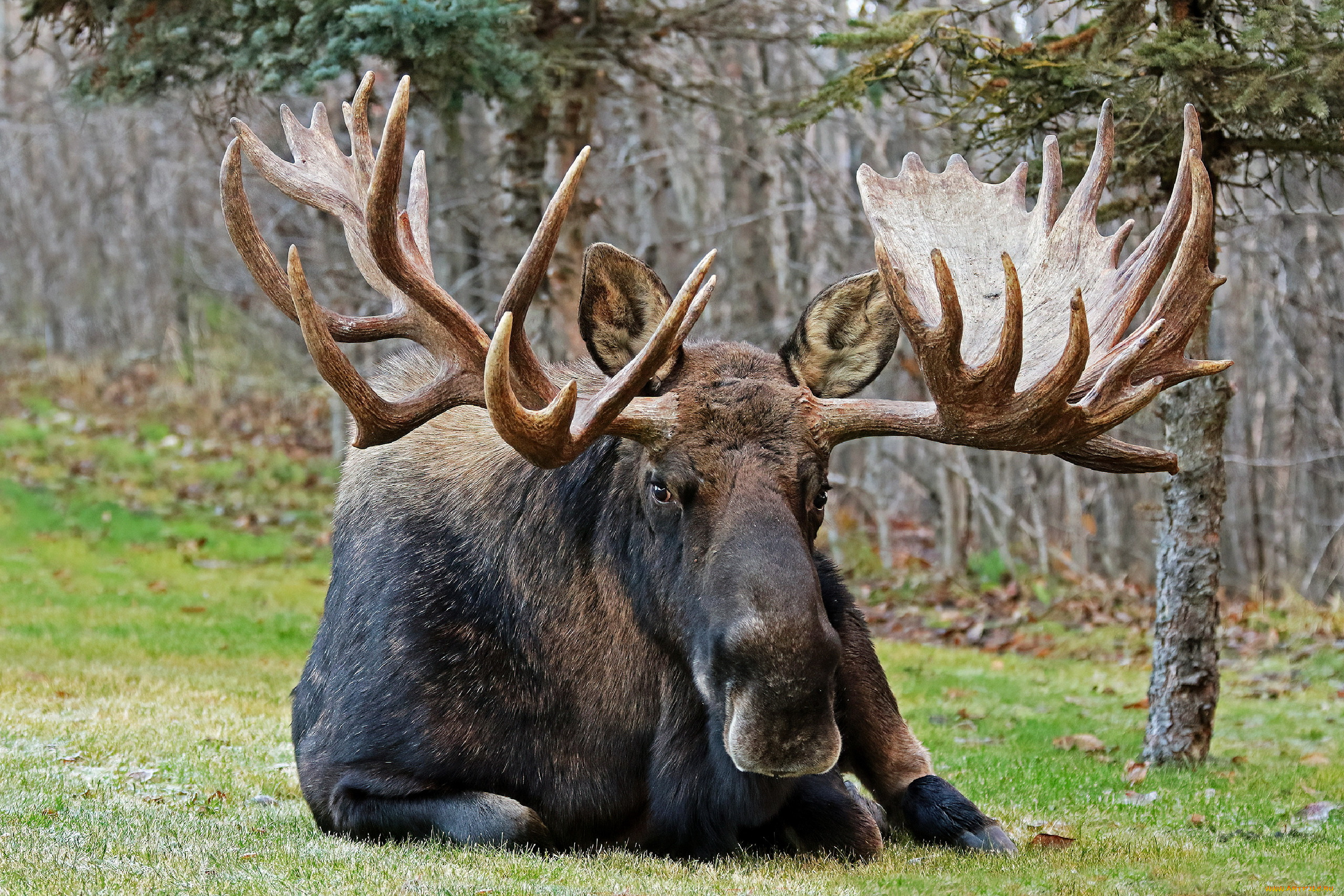 bull, moose, животные, лоси, bull, moose