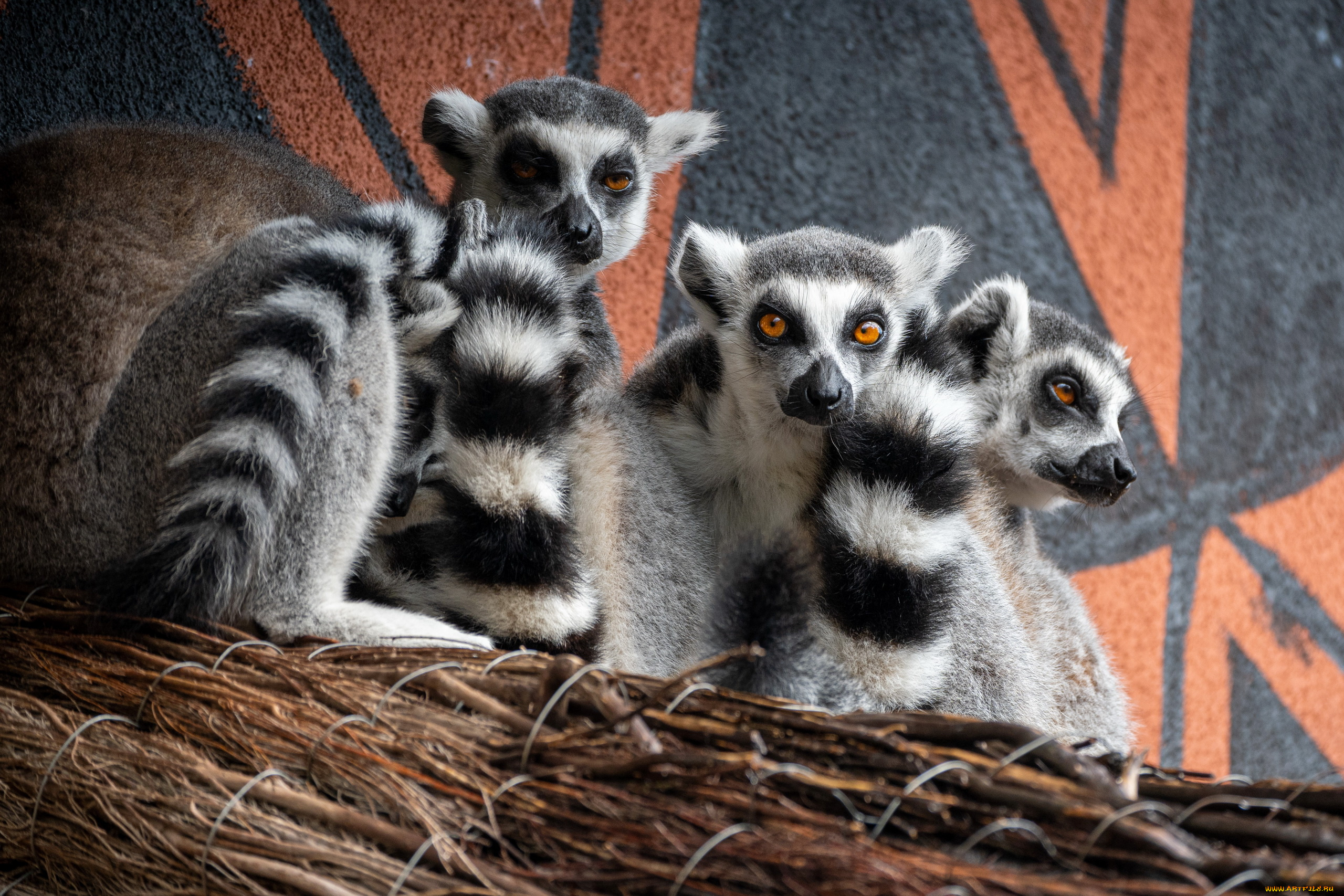 ring-tailed, lemur, животные, лемуры, ring-tailed, lemur