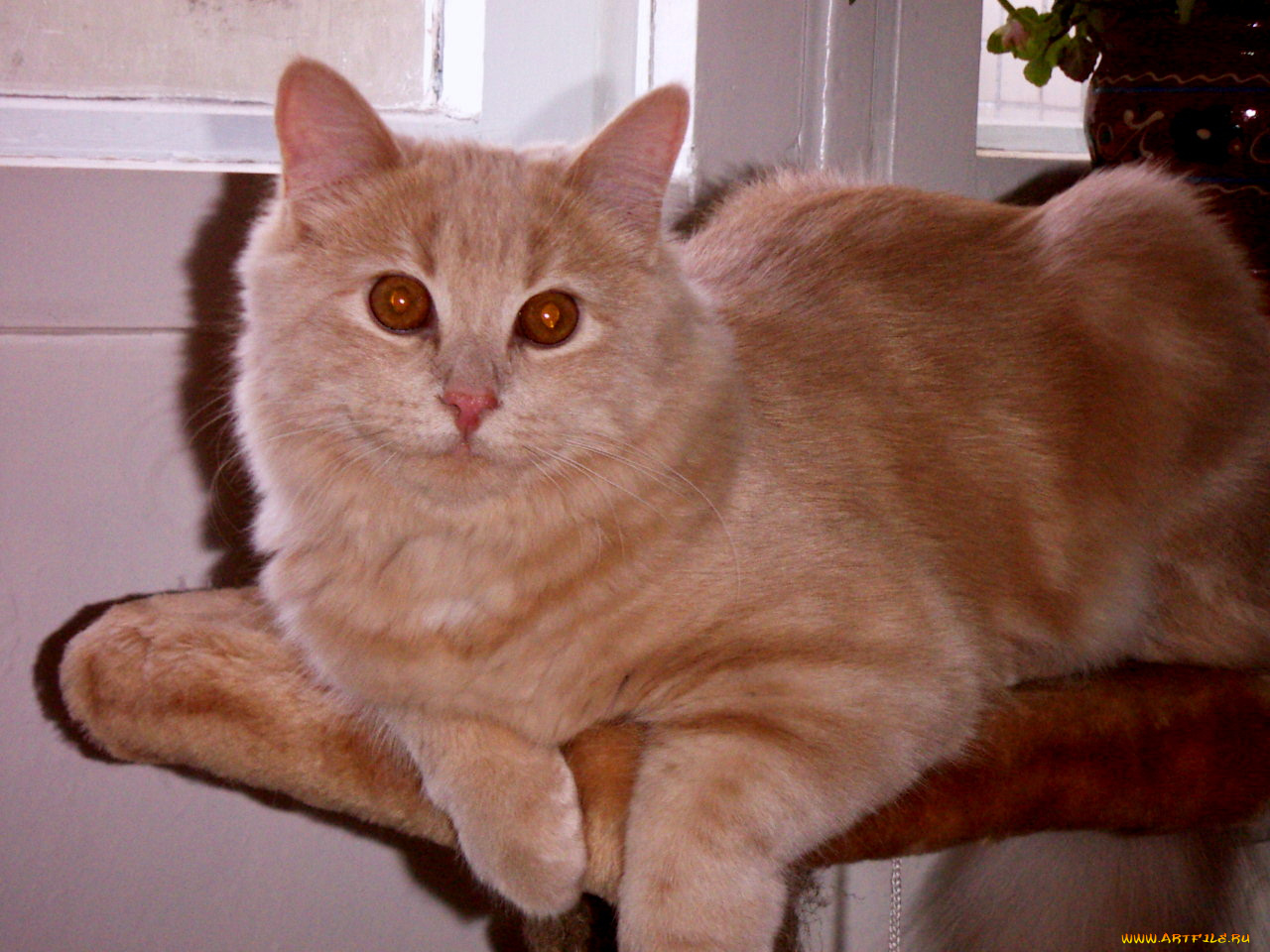 тиша, животные, коты