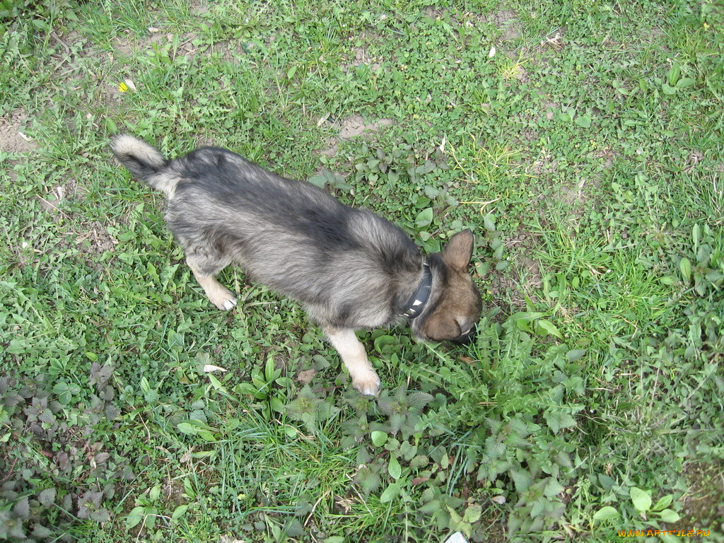 джери, животные, собаки