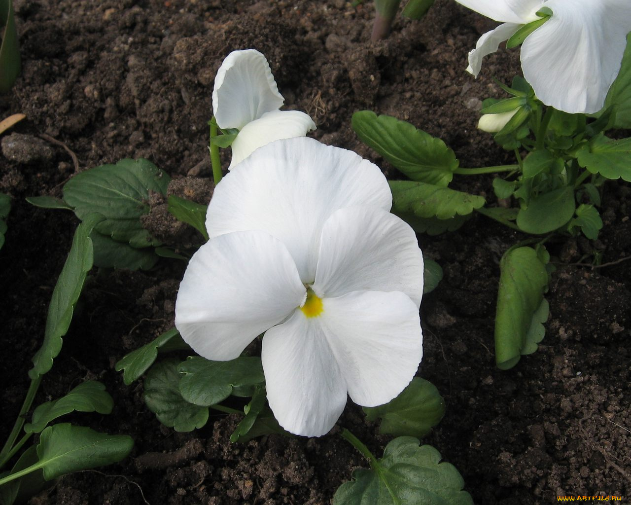 цветы, анютины, глазки, садовые, фиалки