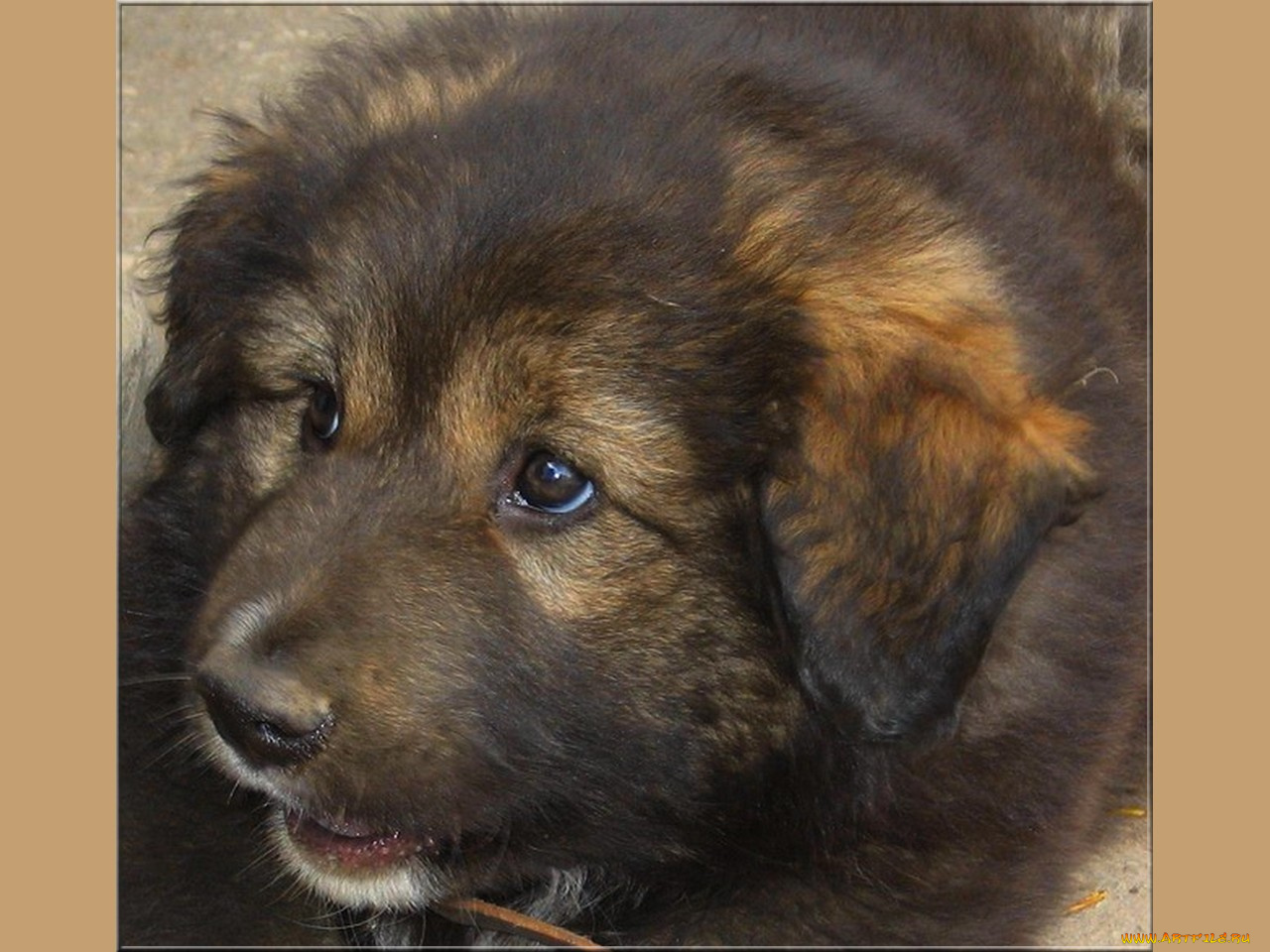 тулуп, животные, собаки