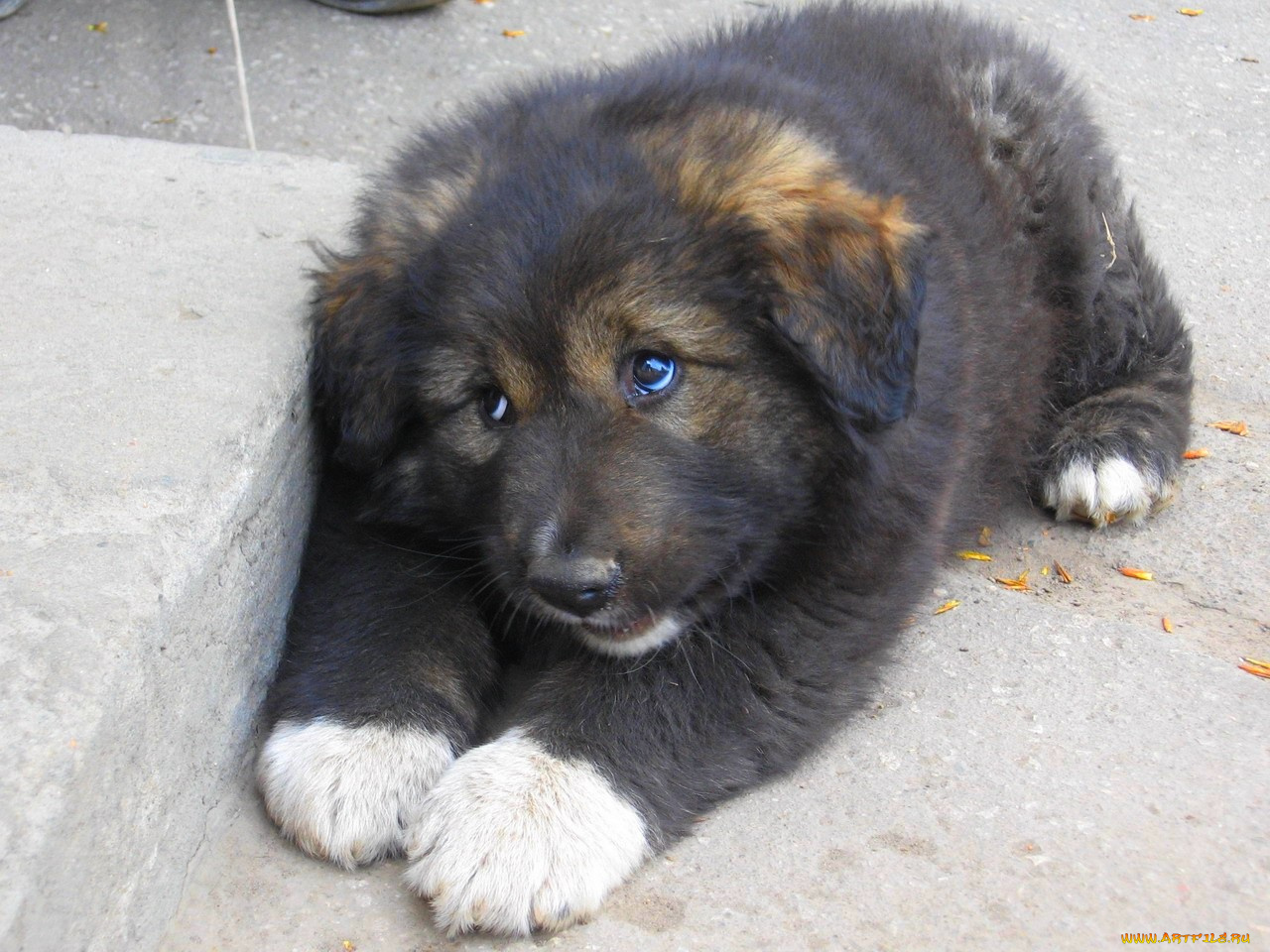 животные, собаки