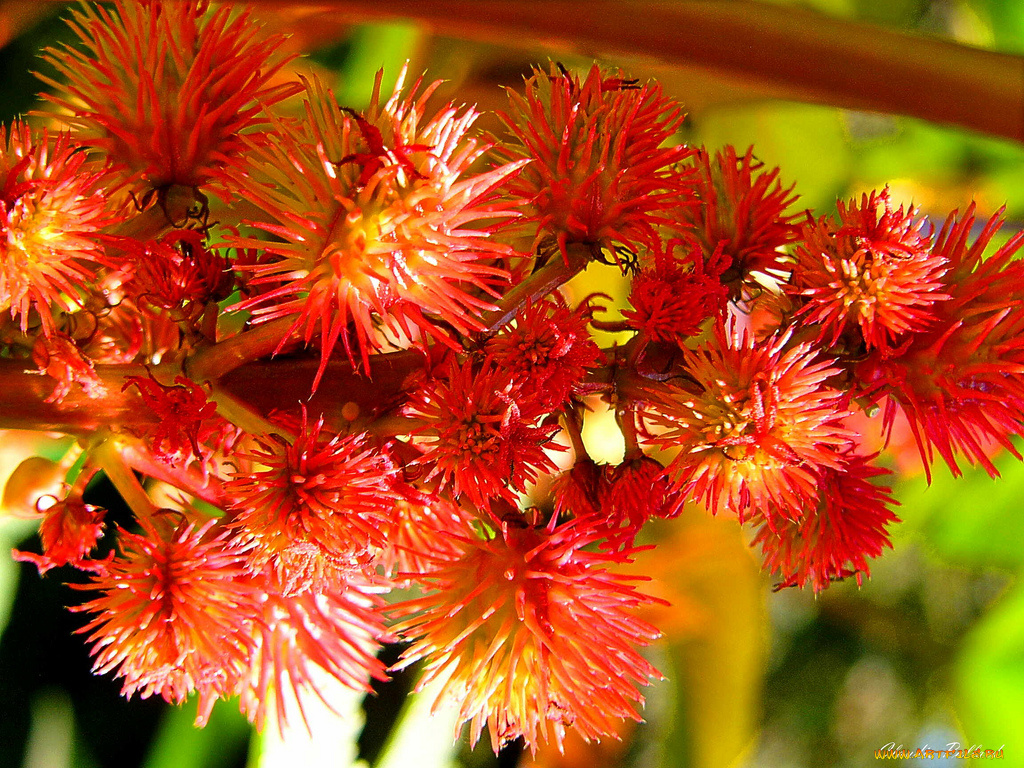 цветы, цветущие, деревья, кустарники