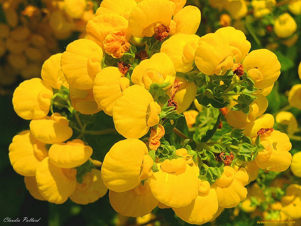 цветы, кальцеолярия, венерины, башмачки