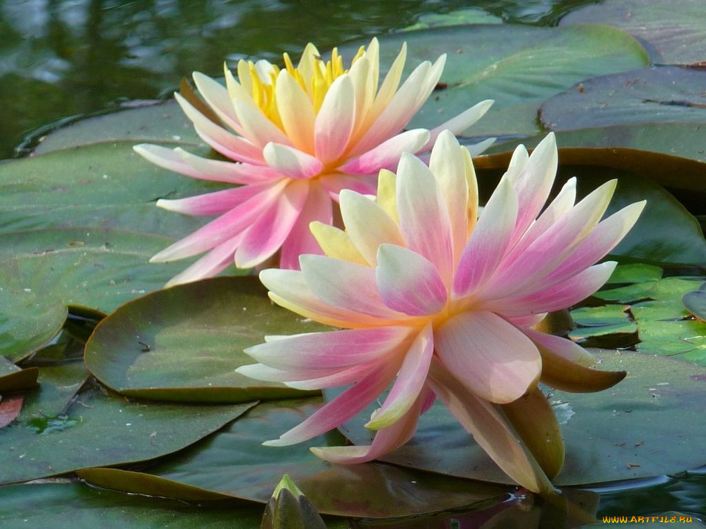 цветы, лилии, водяные, нимфеи, кувшинки