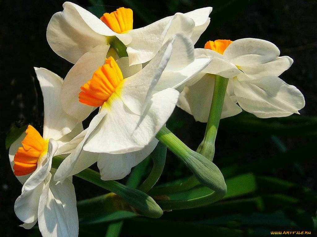 цветы, нарциссы