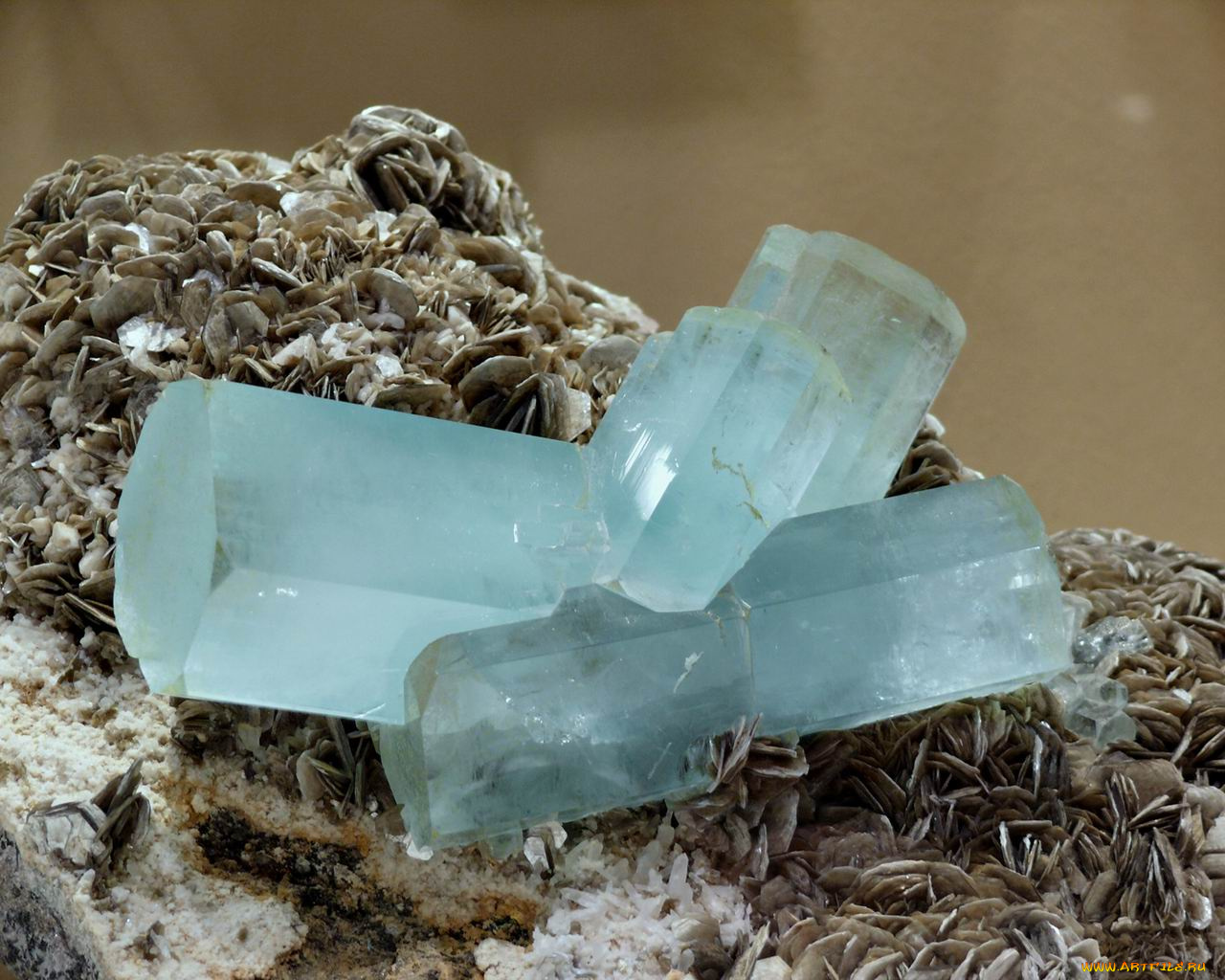 разное, ракушки, кораллы, декоративные, spa, камни