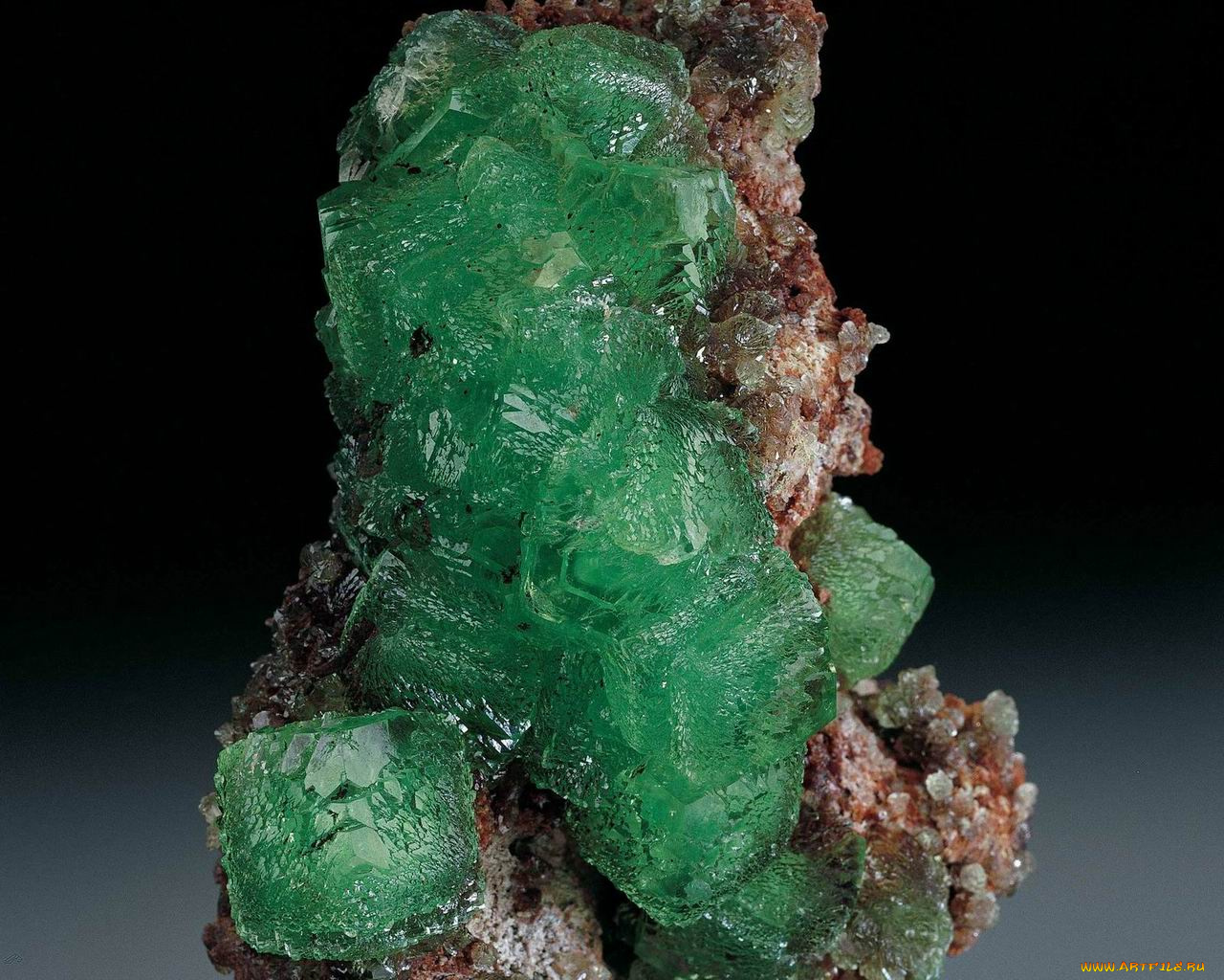 разное, ракушки, кораллы, декоративные, spa, камни