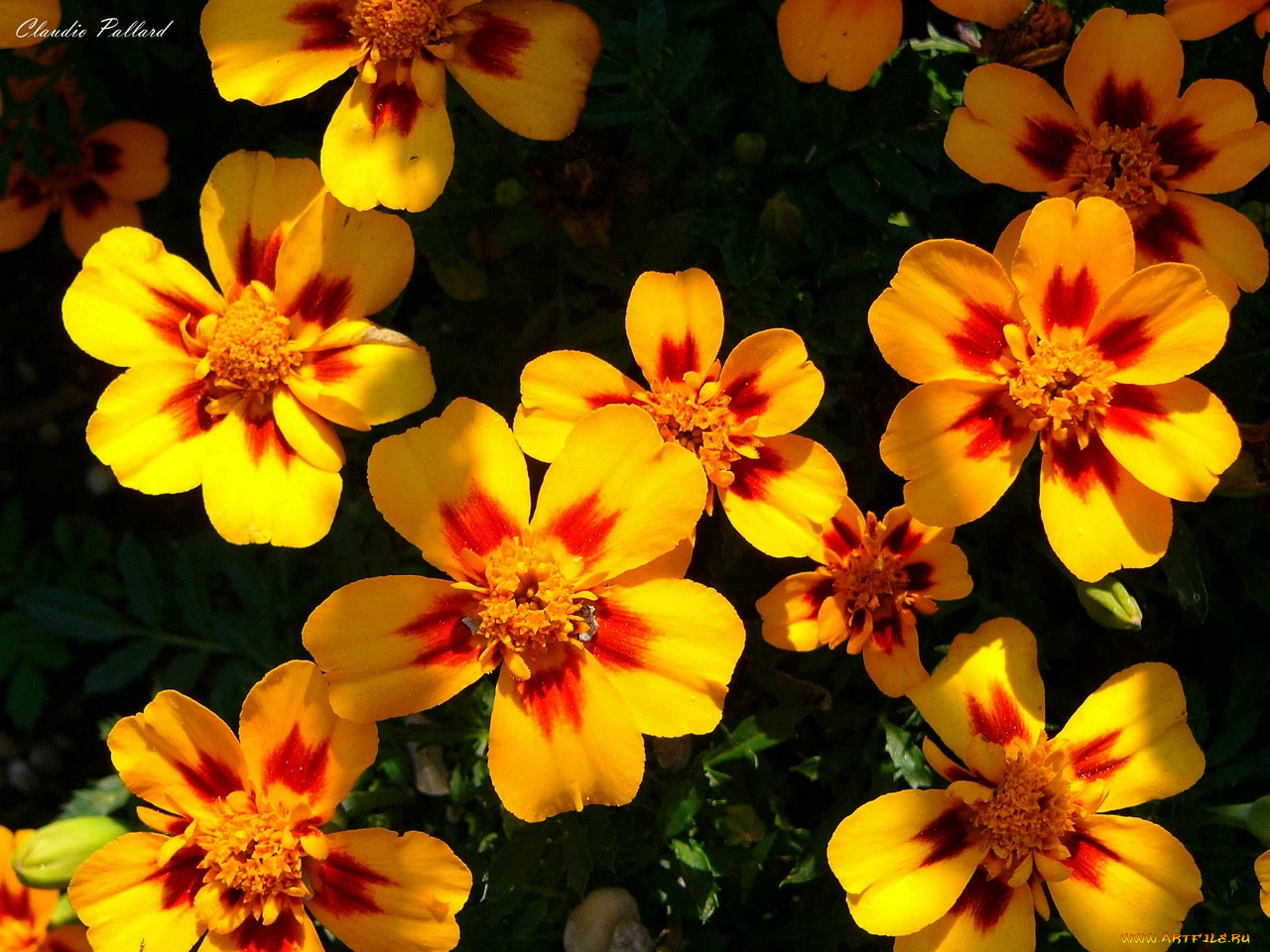 цветы, бархатцы