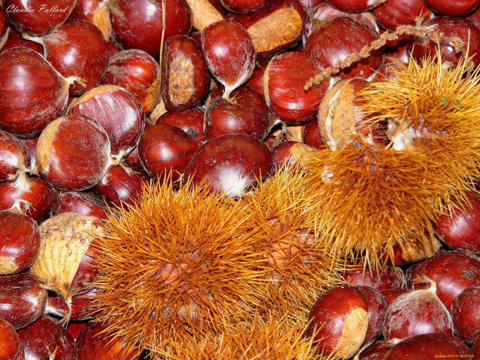 еда, орехи, каштаны