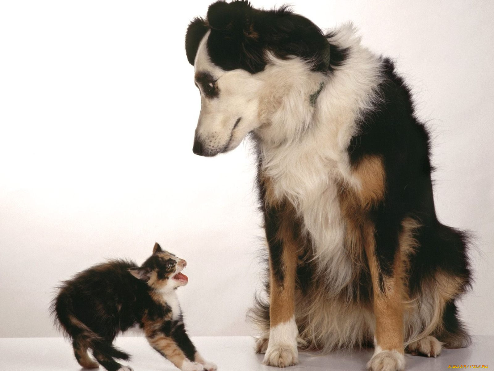 животные, разные, вместе