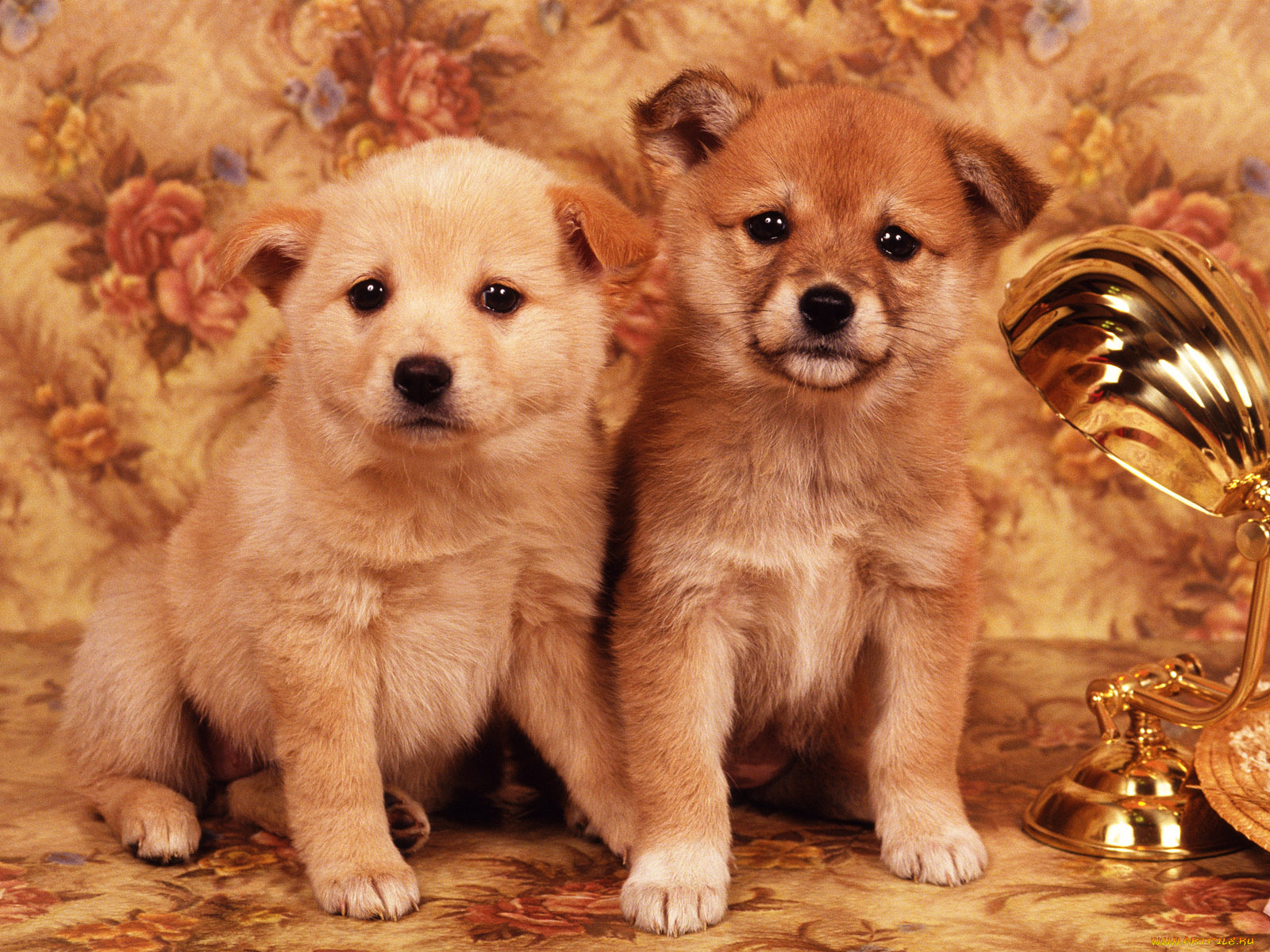 животные, собаки