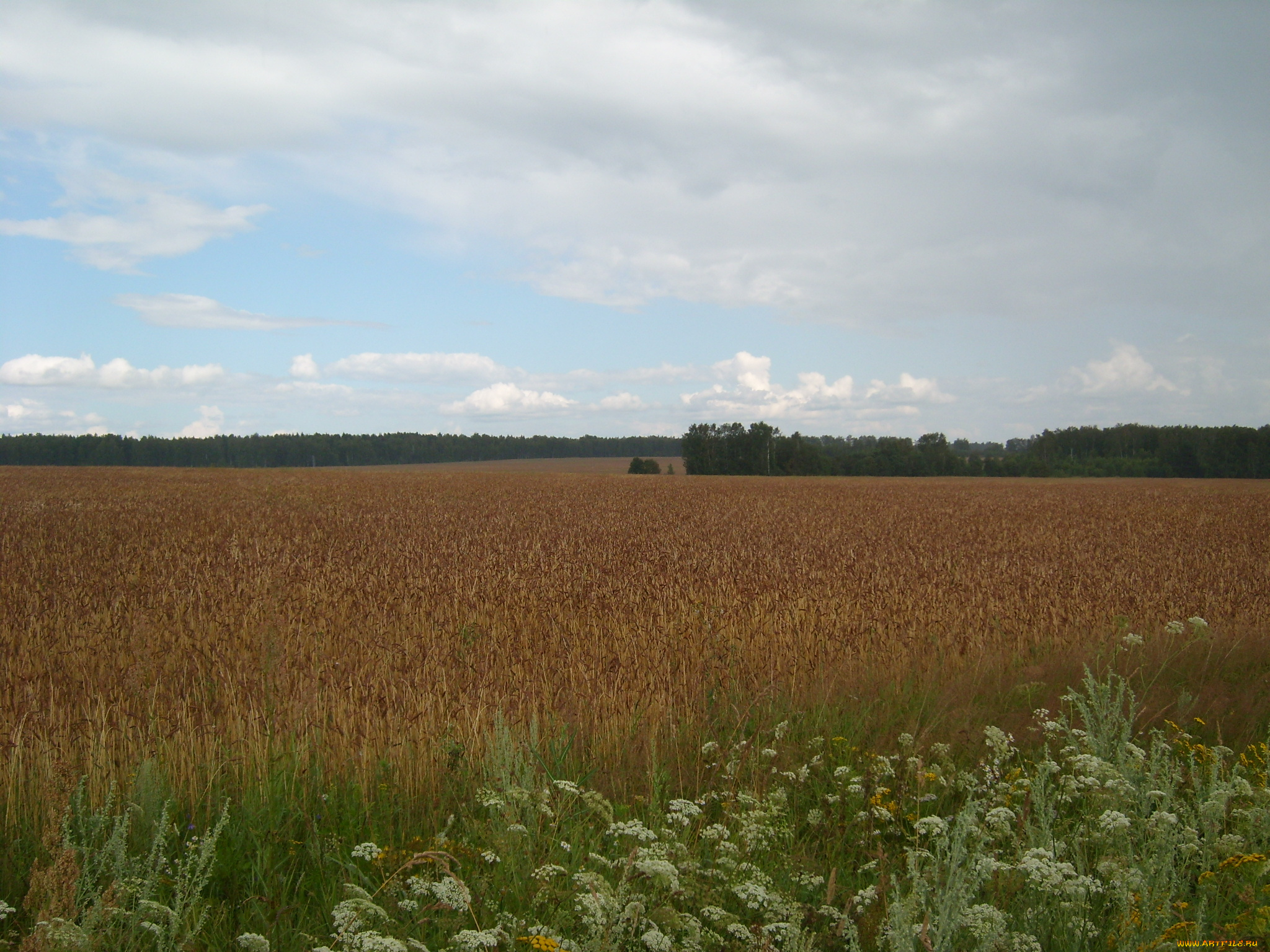 поля, природа