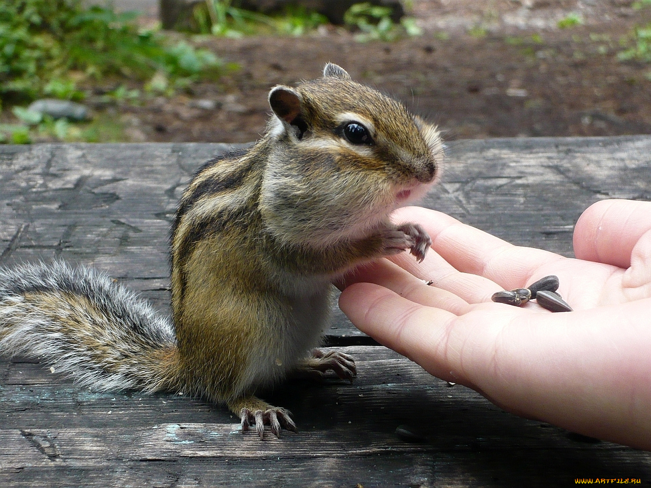 животные, бурундуки