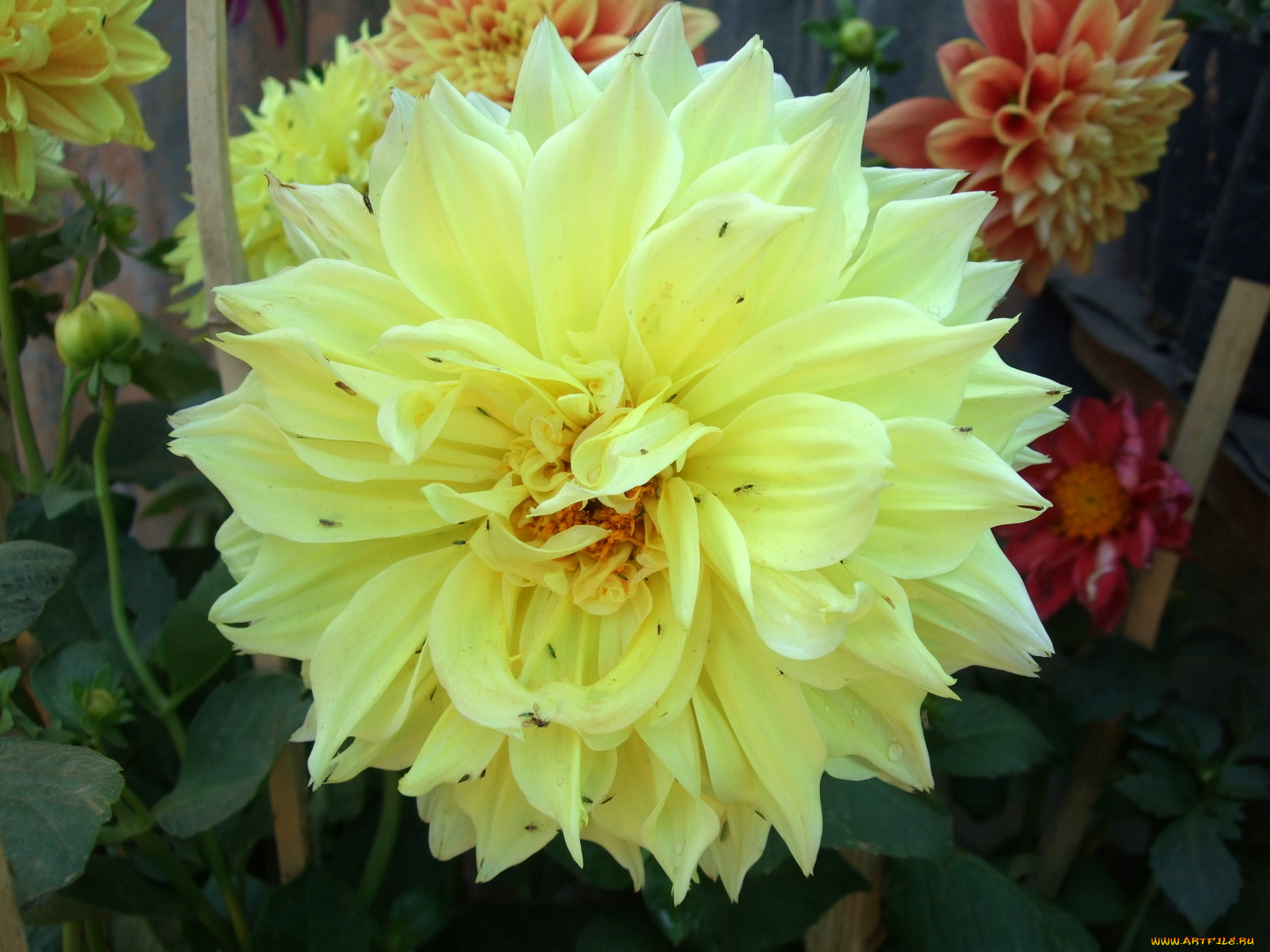 цветы, георгины, желтые