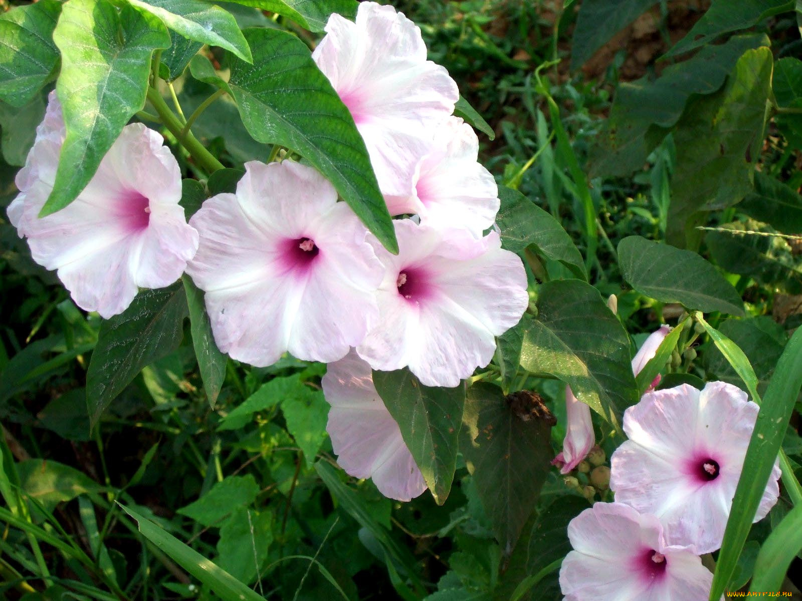 цветы, петунии, калибрахоа, листья