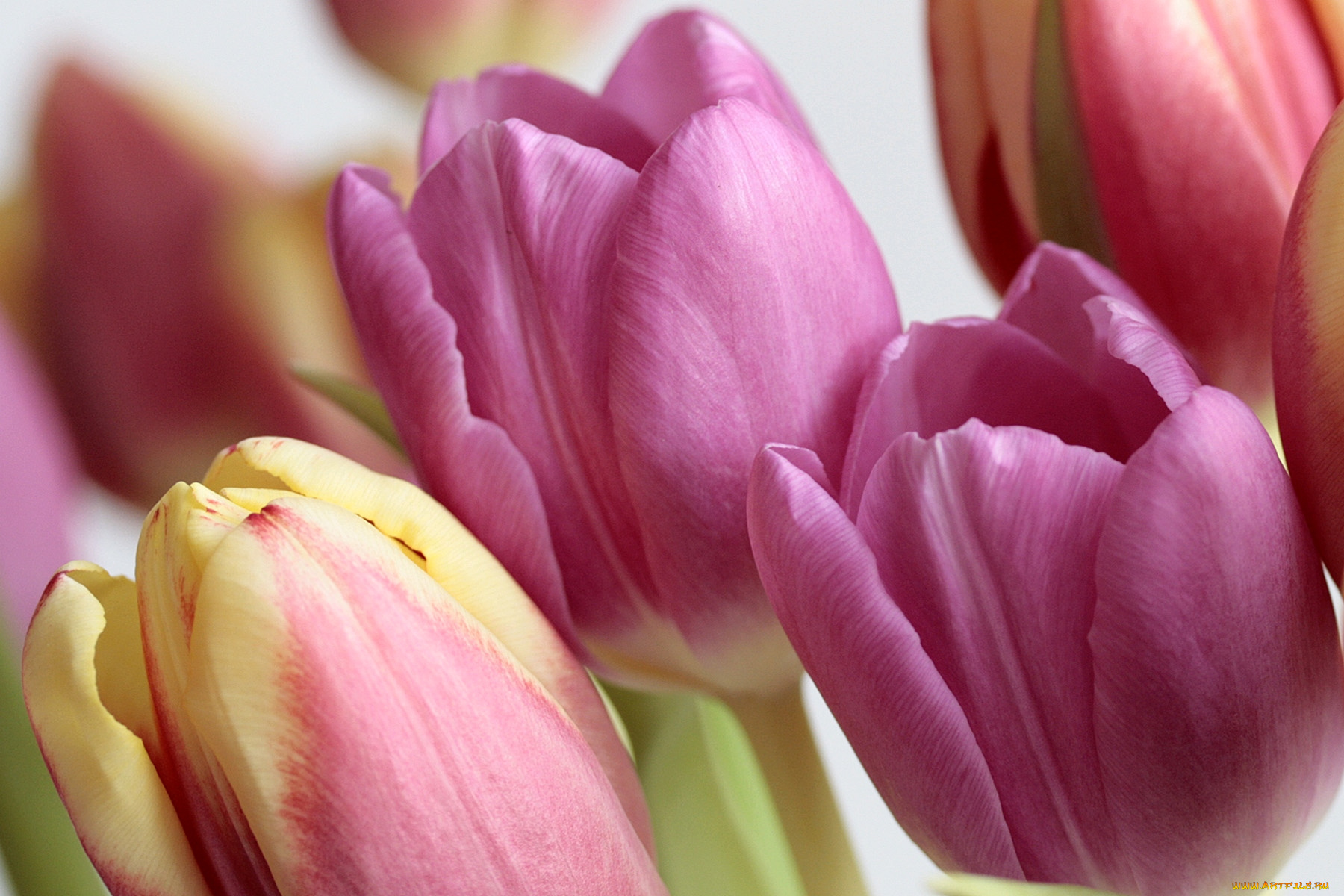 цветы, тюльпаны, лепестки