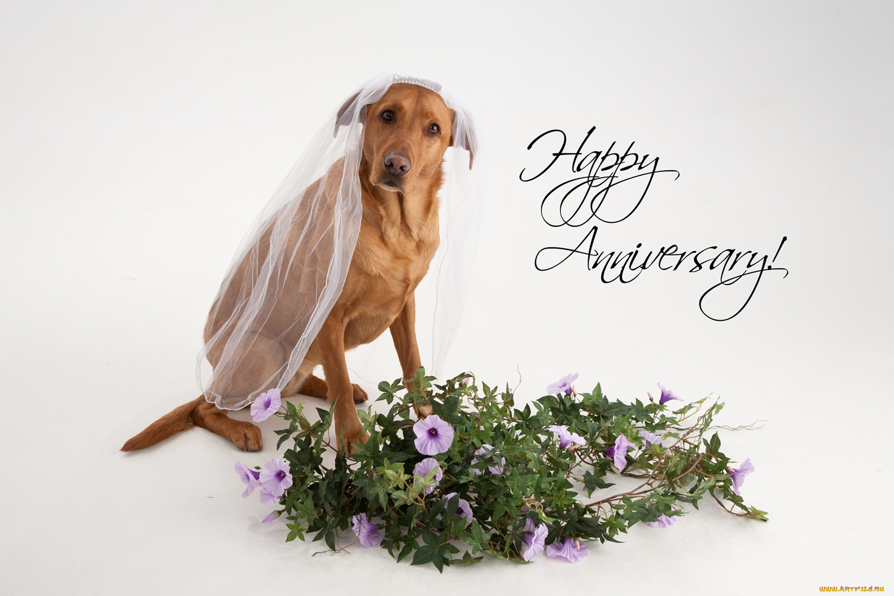 животные, собаки, пес, фата, букет, петуния