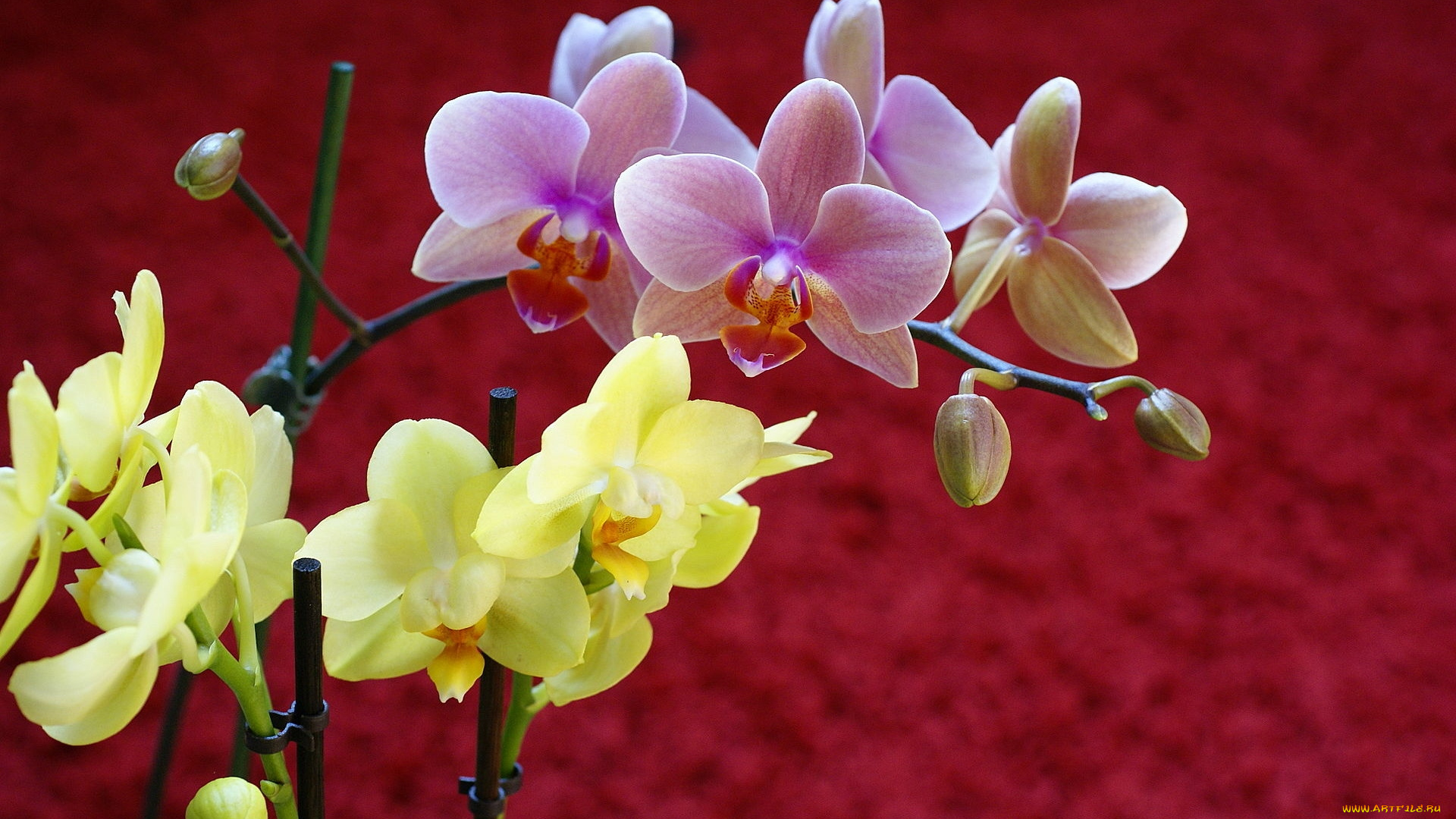 цветы, орхидеи, экзотика