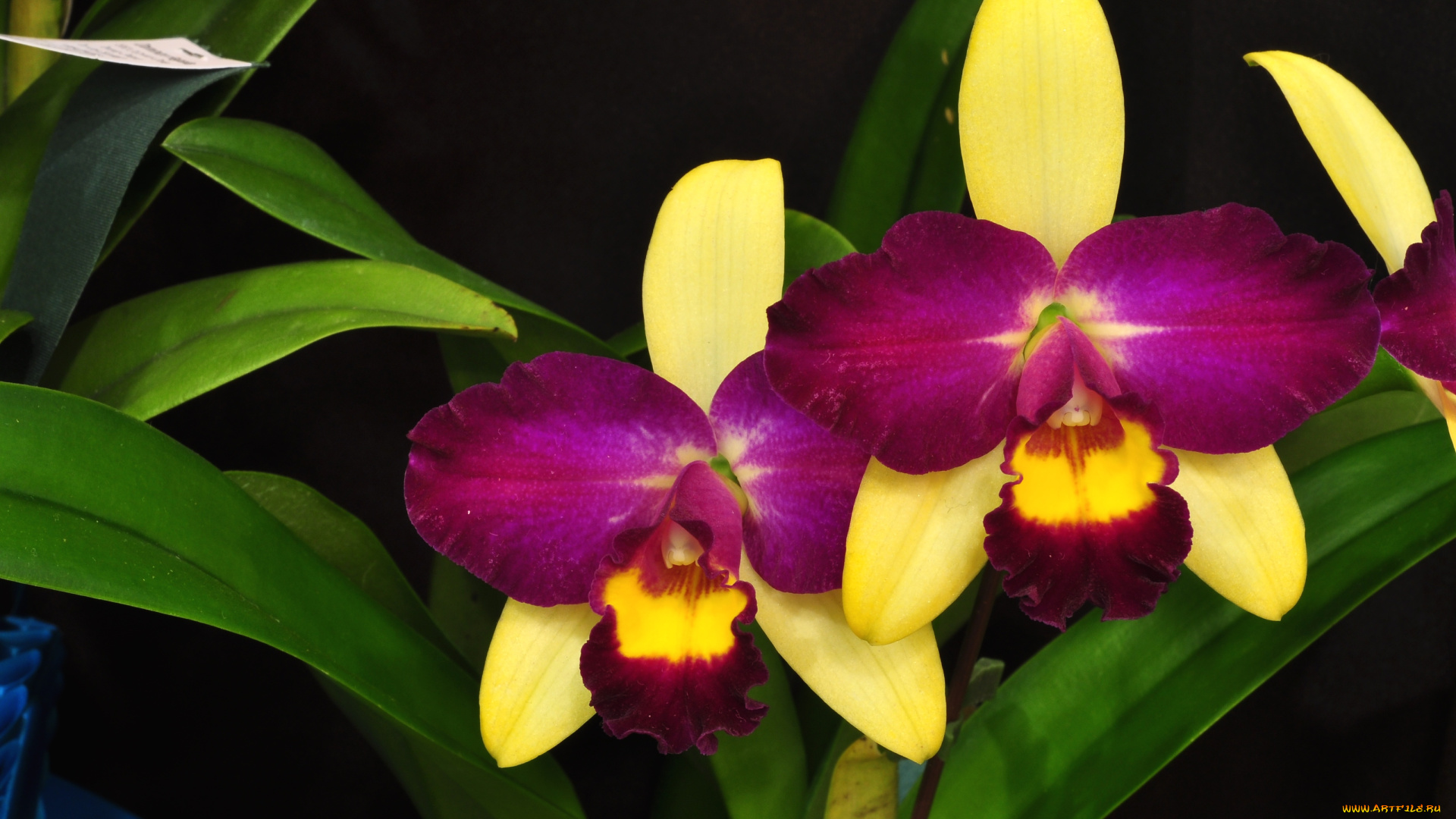 цветы, орхидеи, экзотика, лиловый, желтый