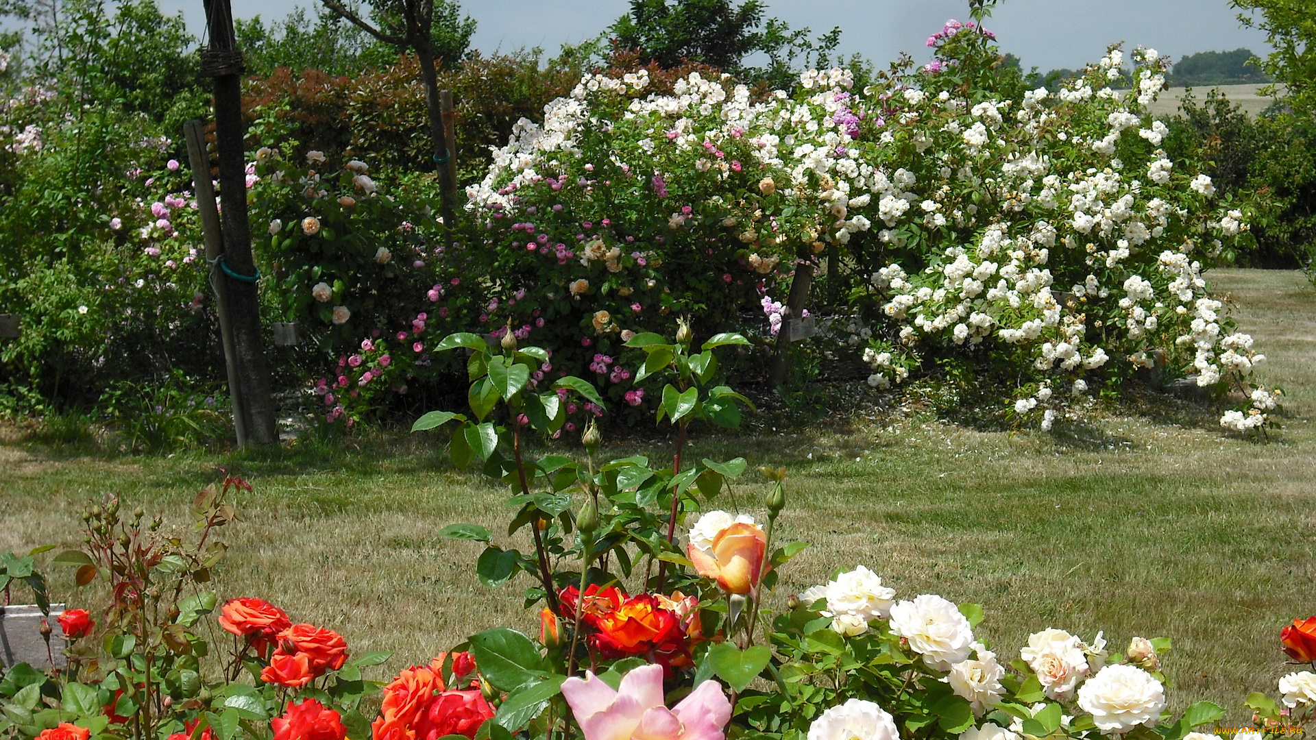 цветы, розы, сад, роз, вандея