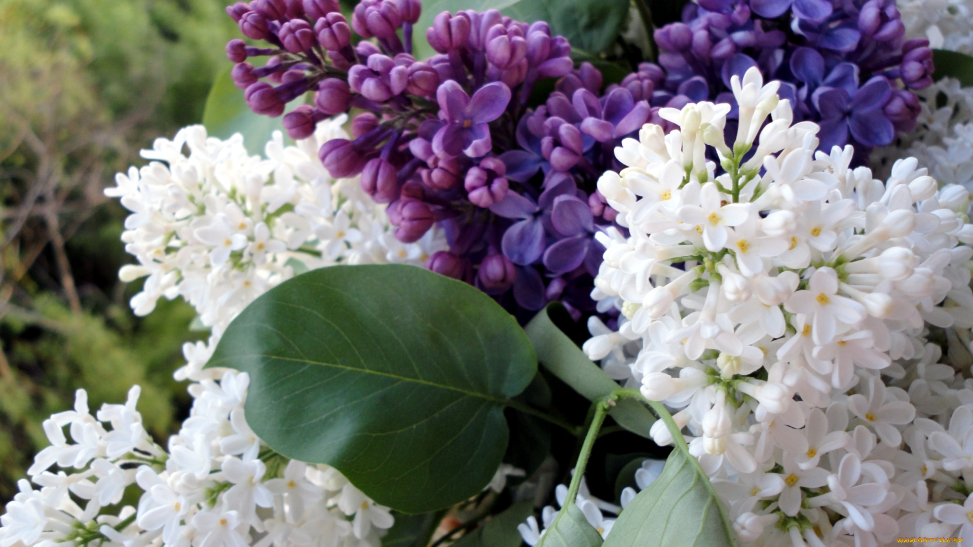 цветы, сирень, белый, букет, лиловый