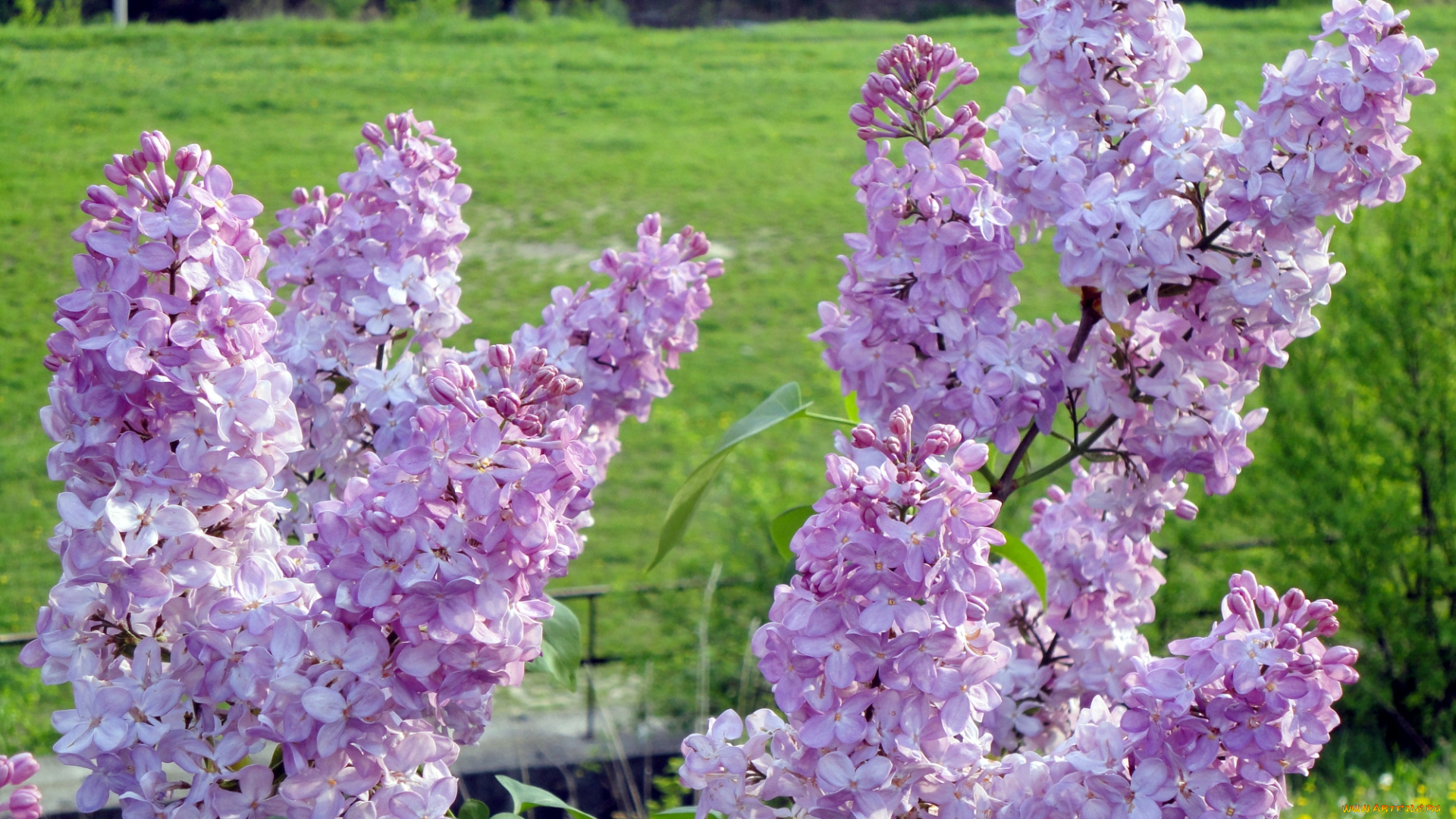 цветы, сирень, ветки, цветение, сиреневый