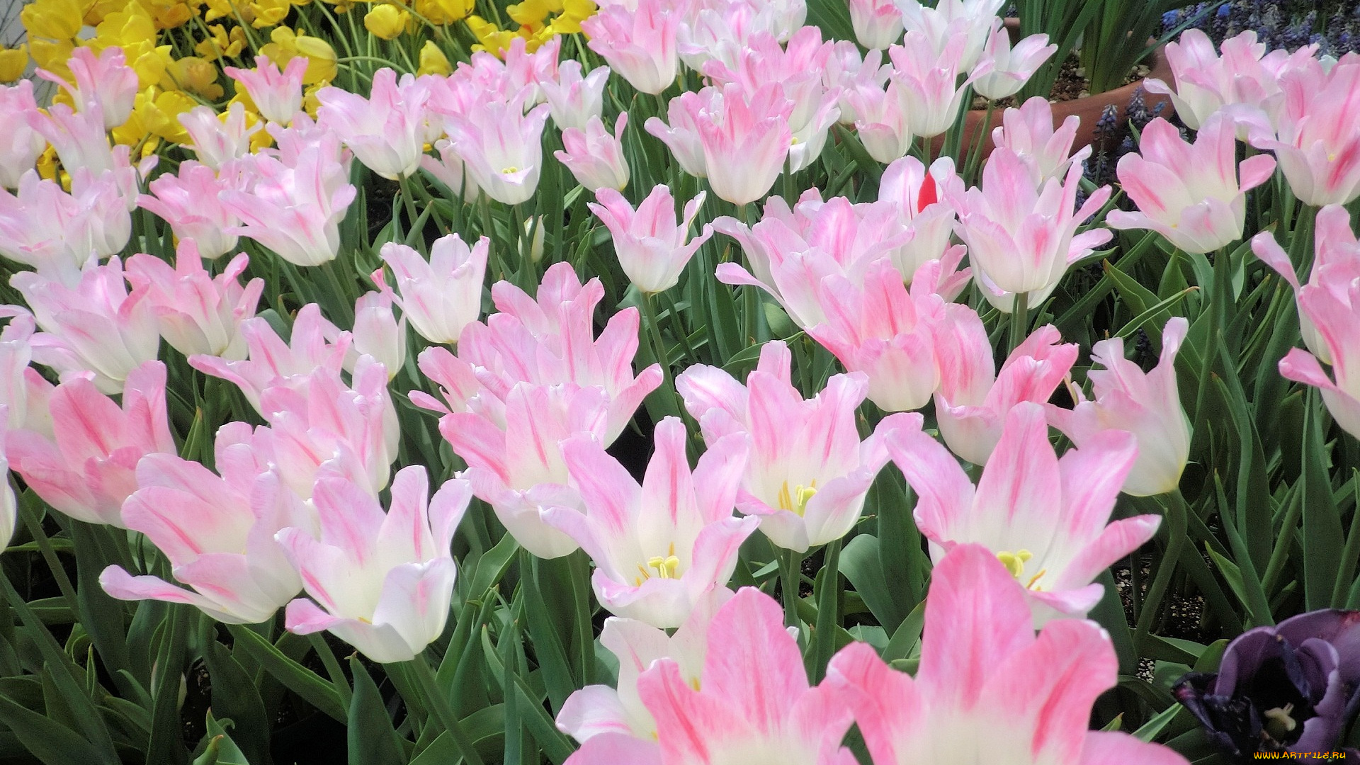 цветы, тюльпаны