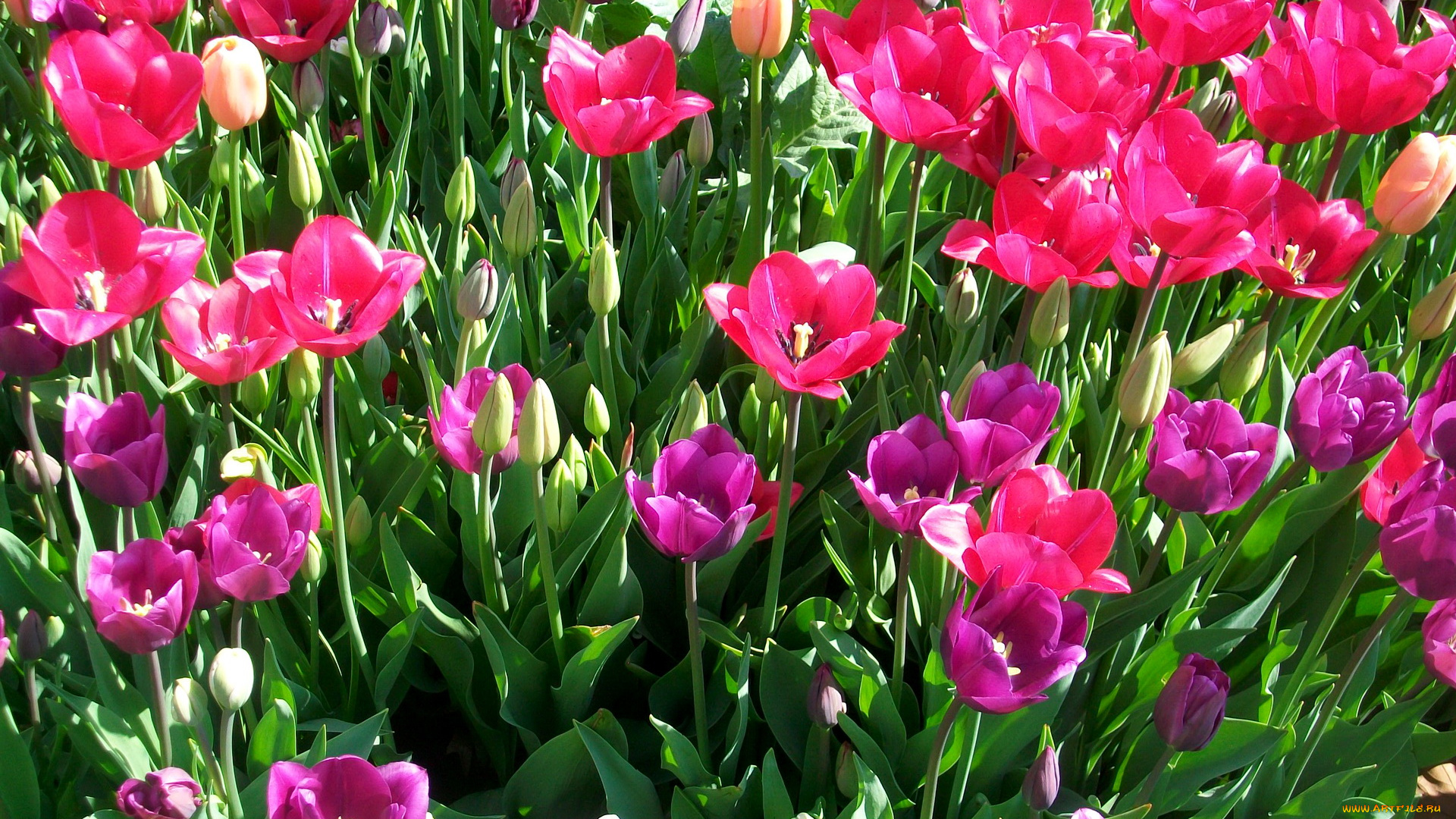 цветы, тюльпаны