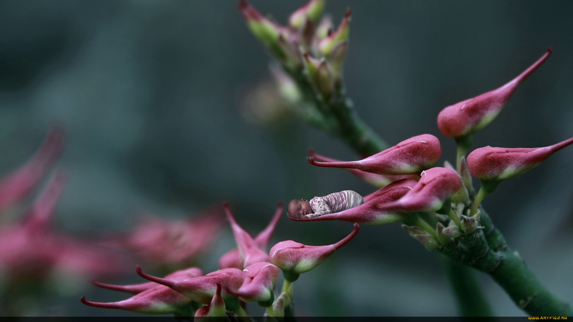 календари, дети, цветок, малыш, сон