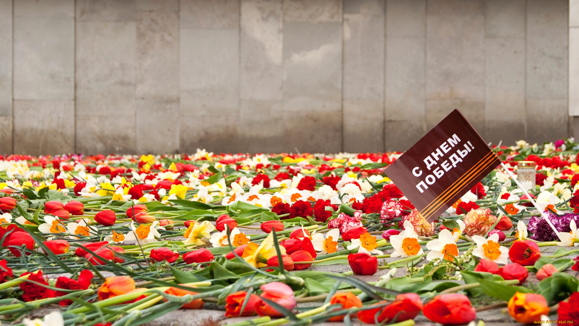 праздничные, день, победы, нарциссы, вечная, память, 9, мая, тюльпаны