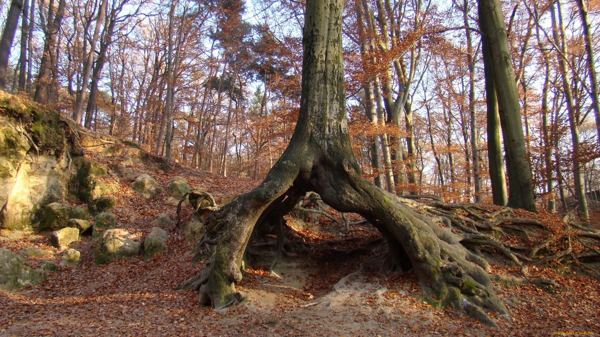 природа, деревья, дерево, корни, листья, осень