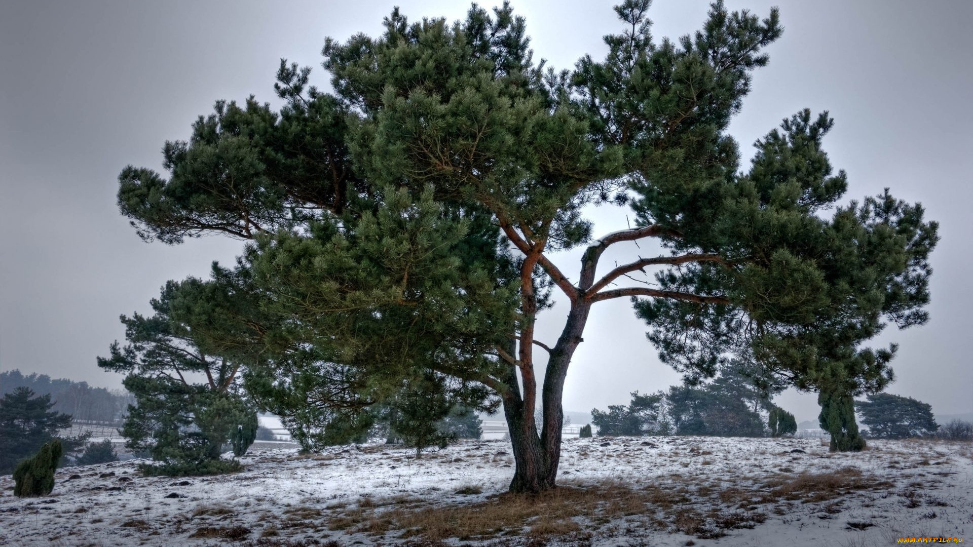 природа, деревья, ель, дерево, ветки