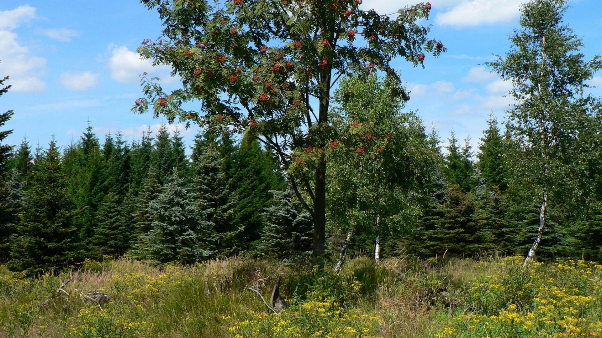 природа, деревья, рябина, ели