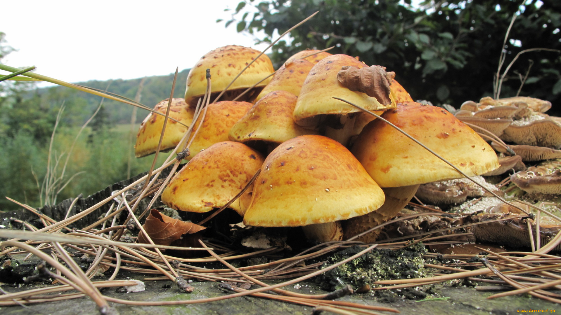 природа, грибы, иголки, пень