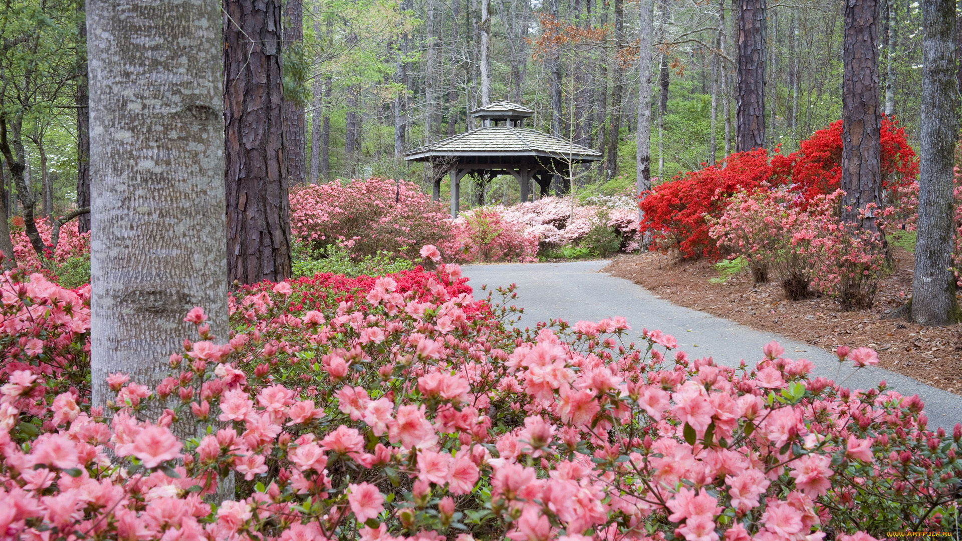 природа, парк, цветы, деревья, беседка