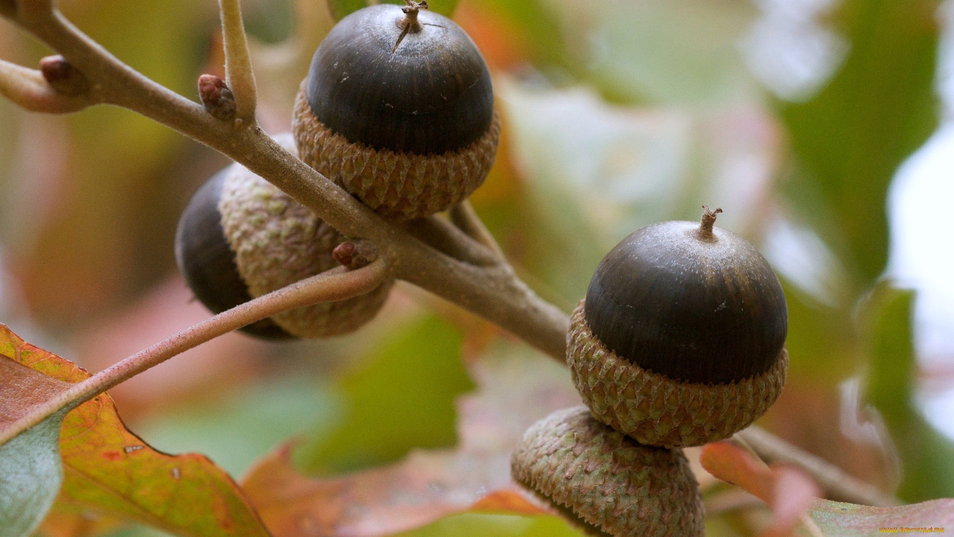 природа, шишки, жёлуди, каштаны, жёлудь, ветка