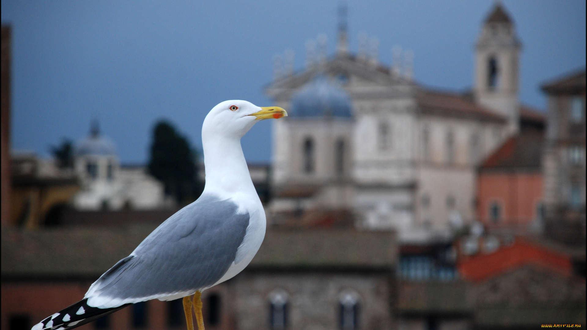 животные, Чайки, бакланы, крачки, дома, чайка