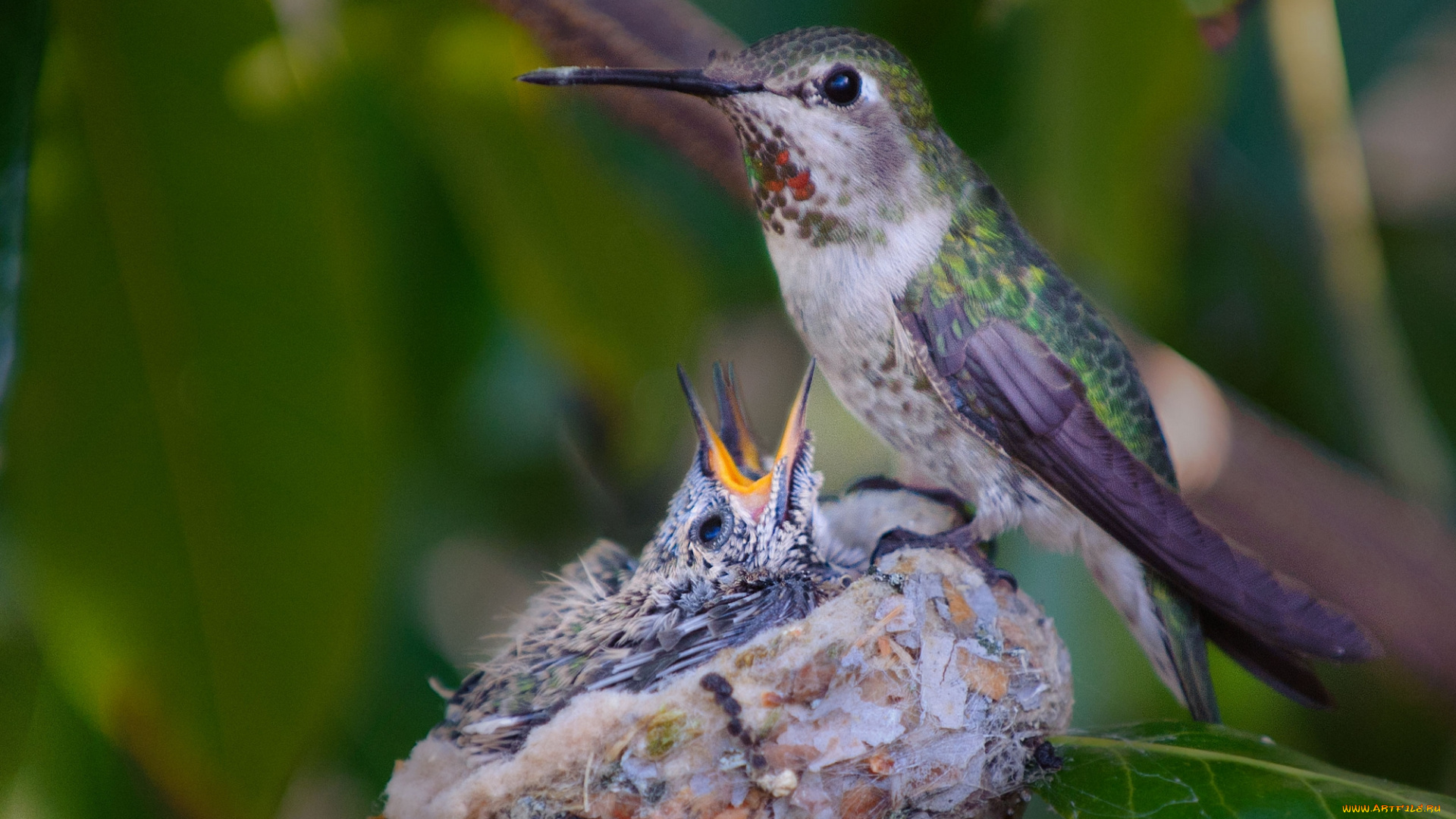 животные, колибри, птицы, птенцы
