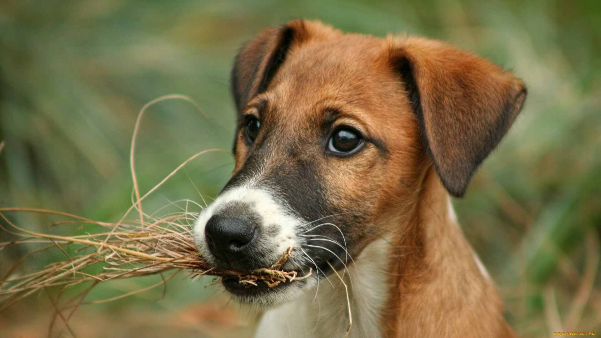 животные, собаки, морда, фокстерьер